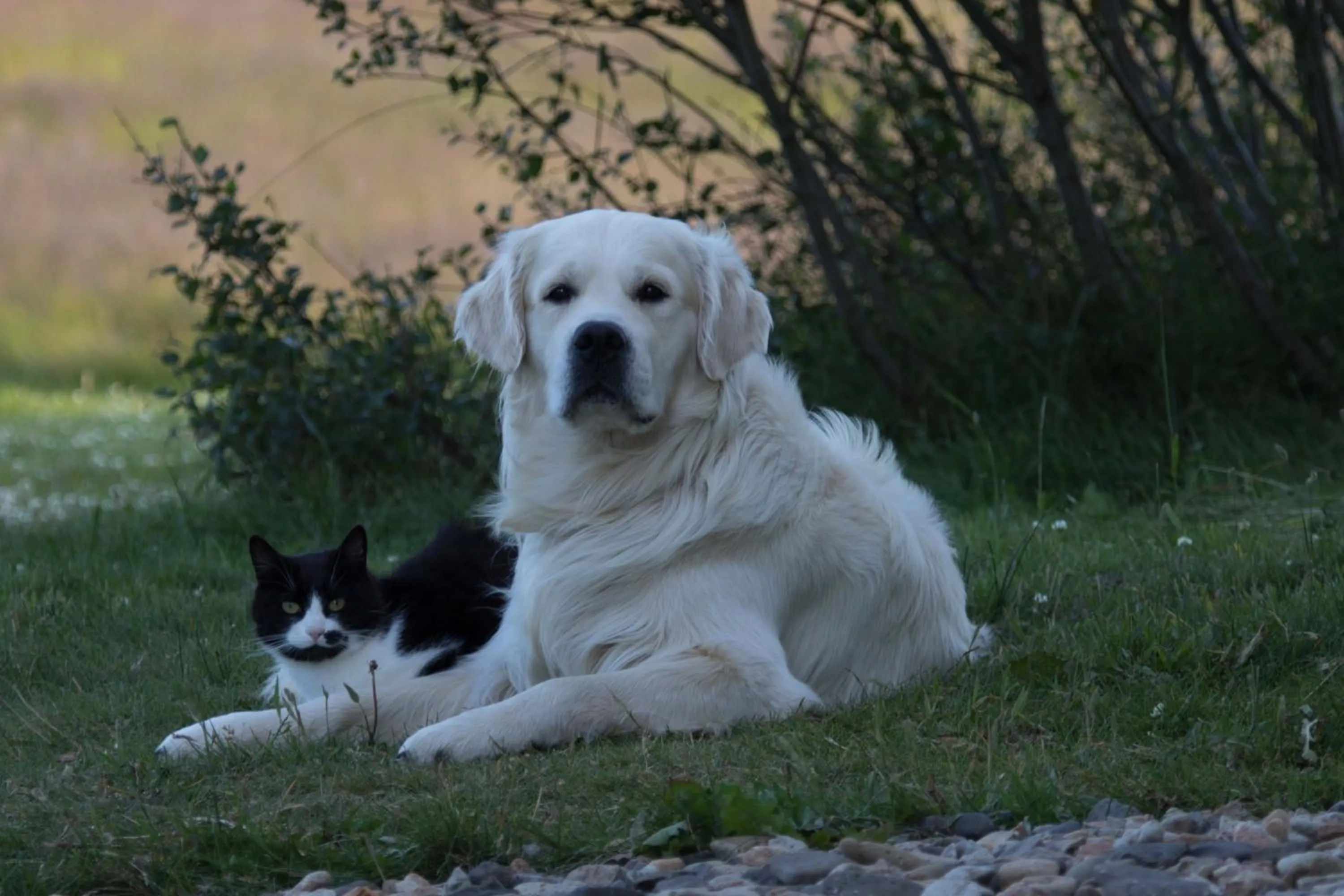Pets in Mjóanes accommodation