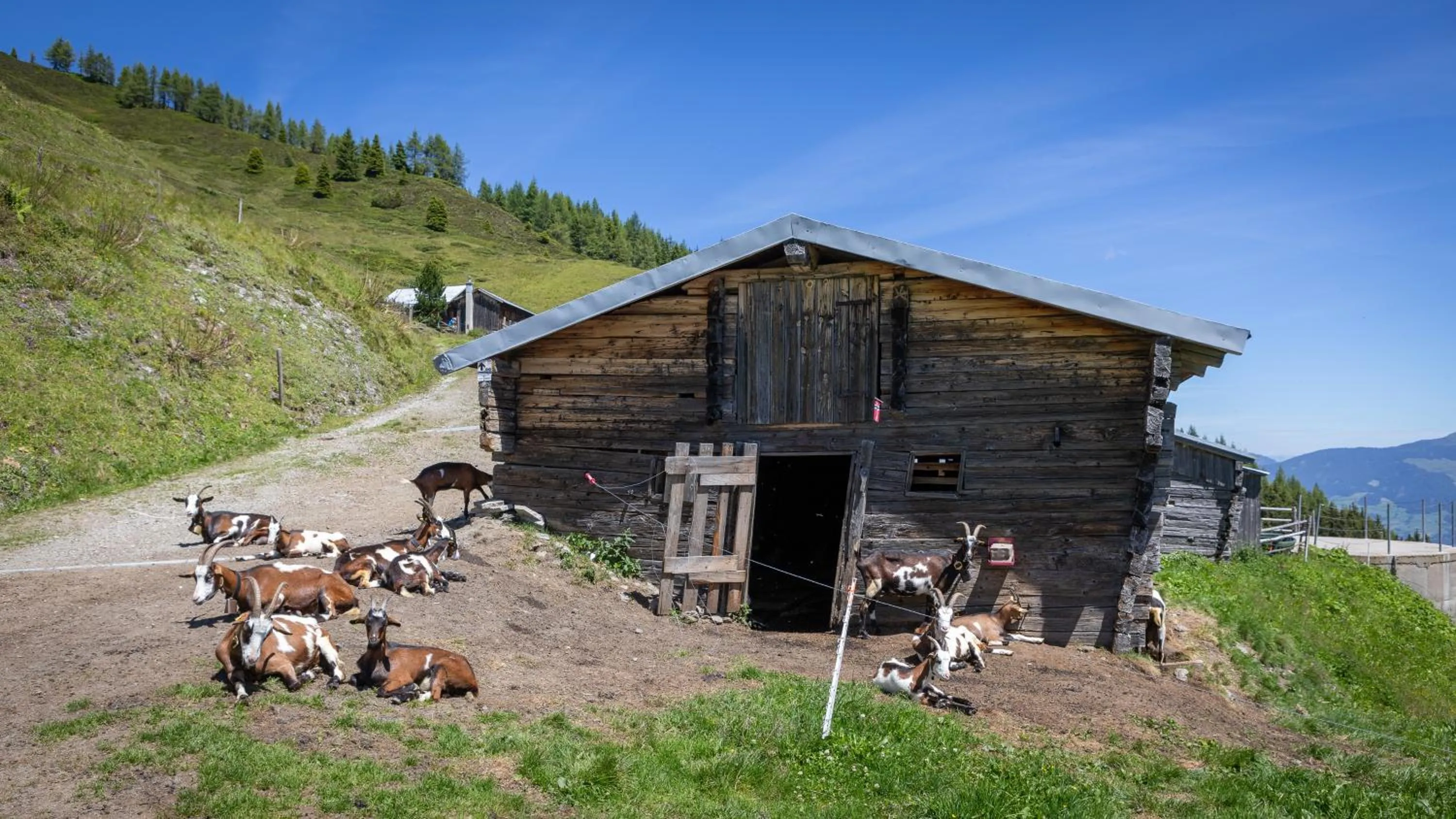 Animals in Hotel & Apart Central