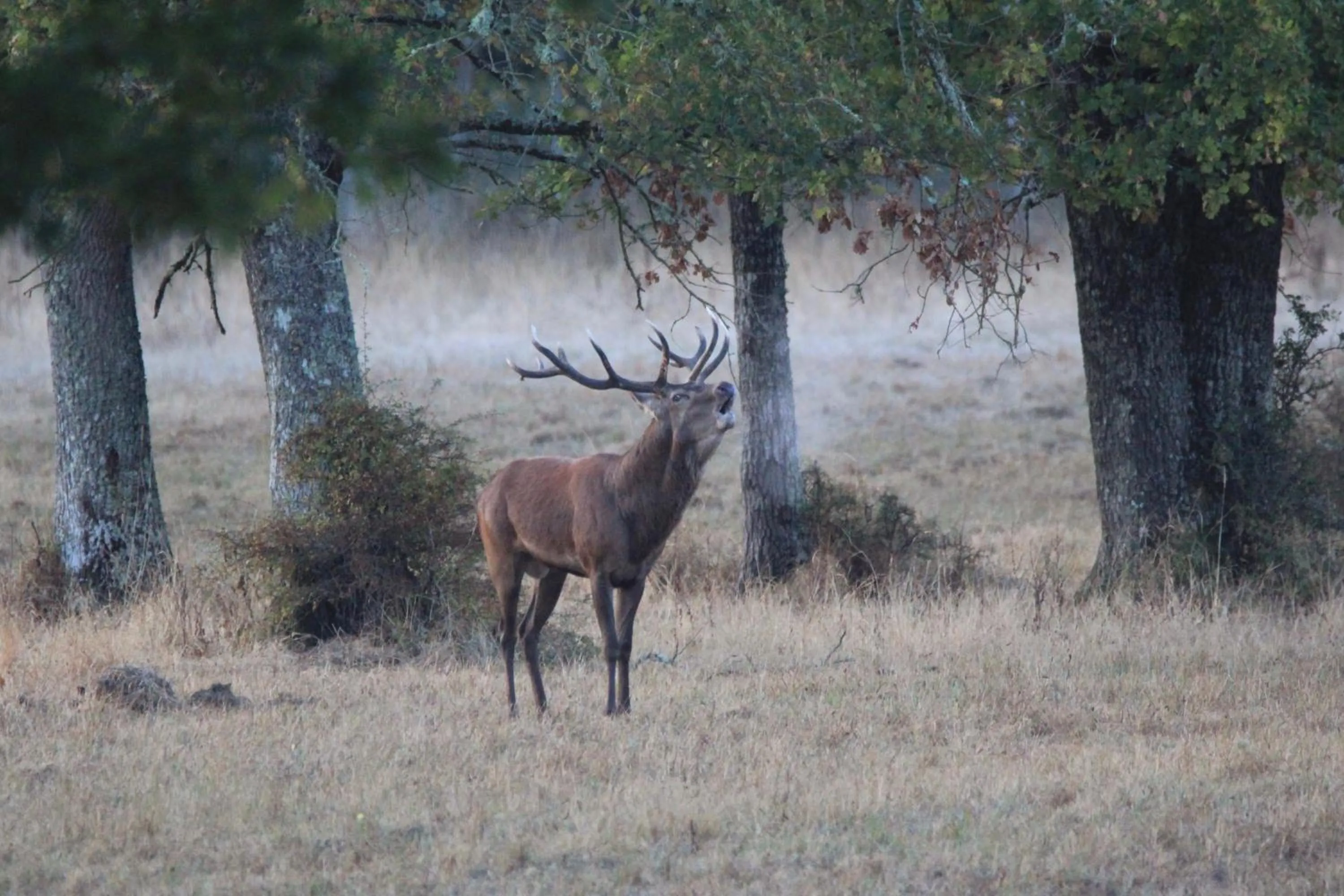 Pets in Manoir le Bout du Pont-Chambres d'Hôtes