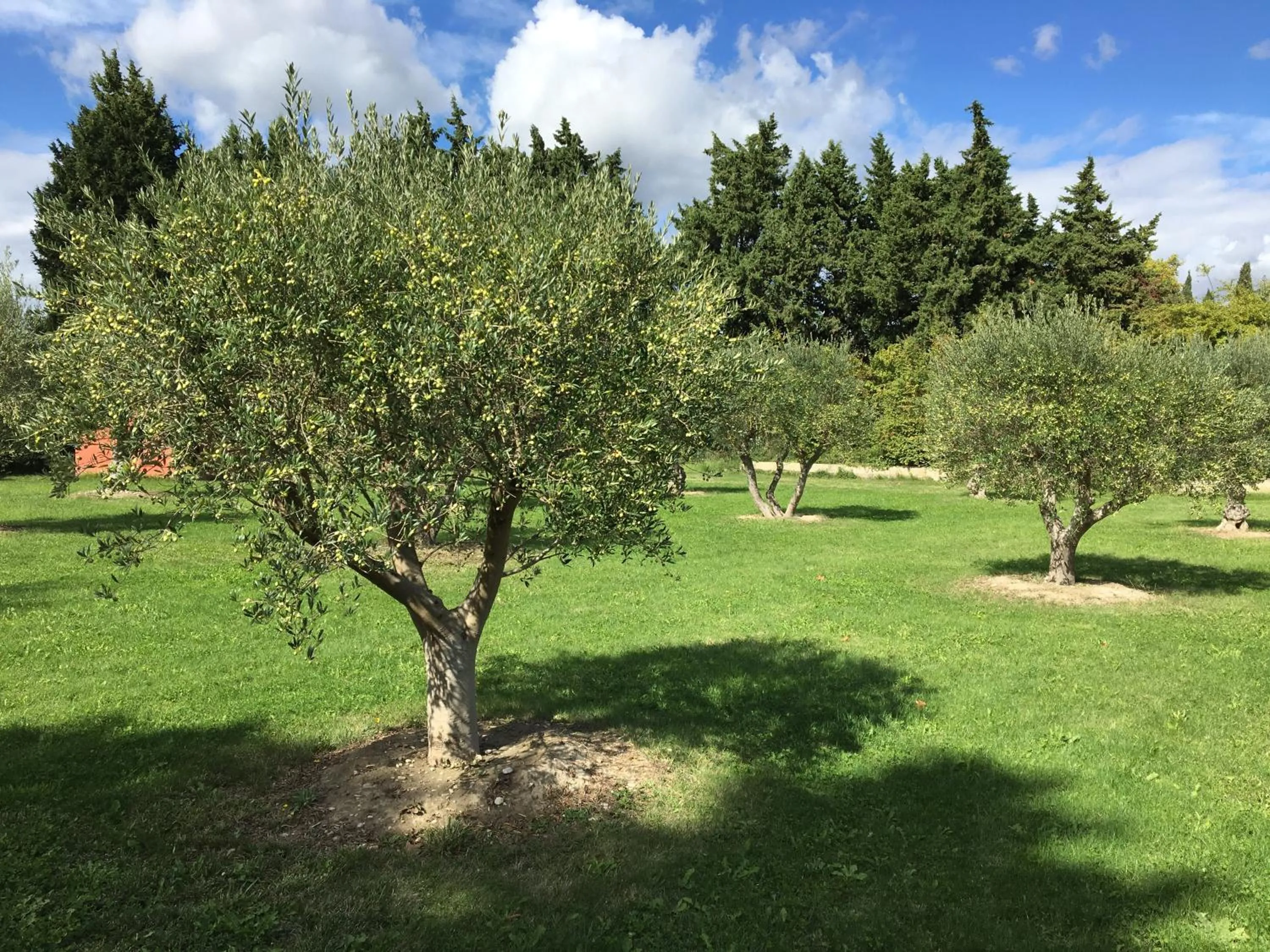 Garden view, Garden in Le Mas Terre des Anges