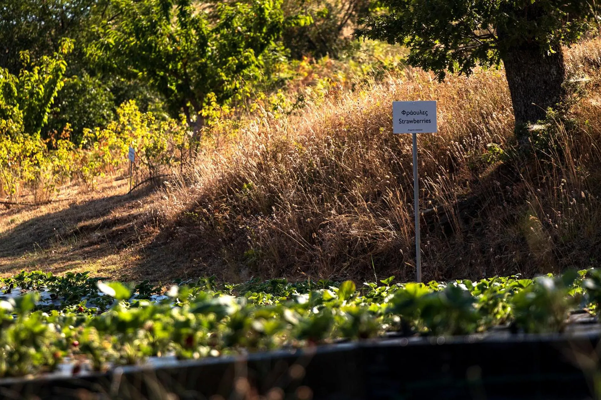 Natural landscape in Ktima Bellou