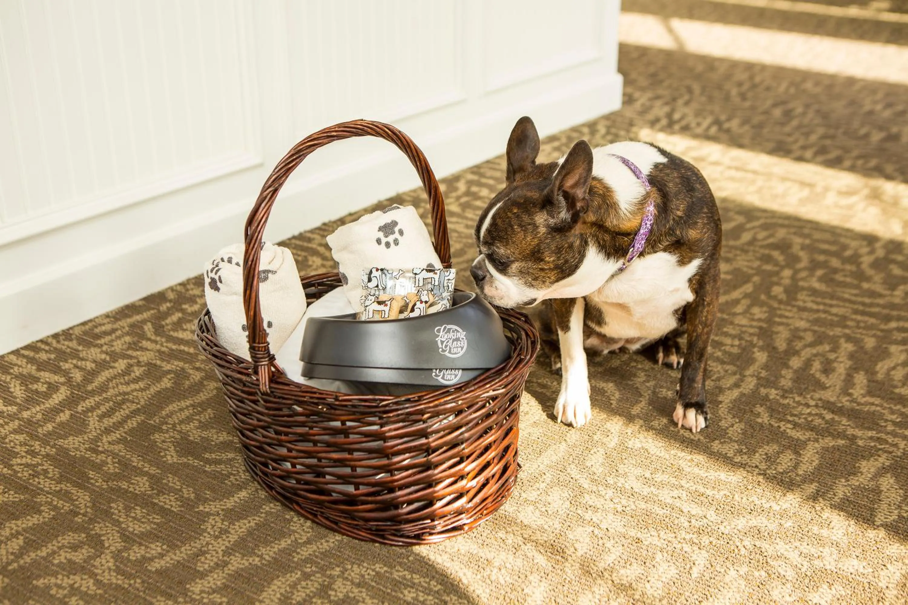 Pets in Looking Glass Inn