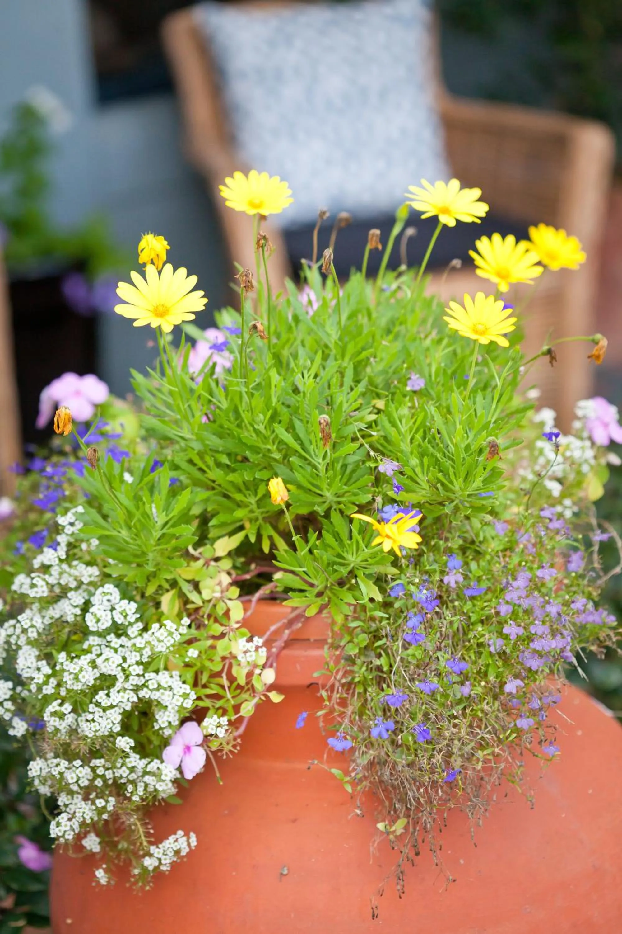 Garden in The Beach House At Bayside