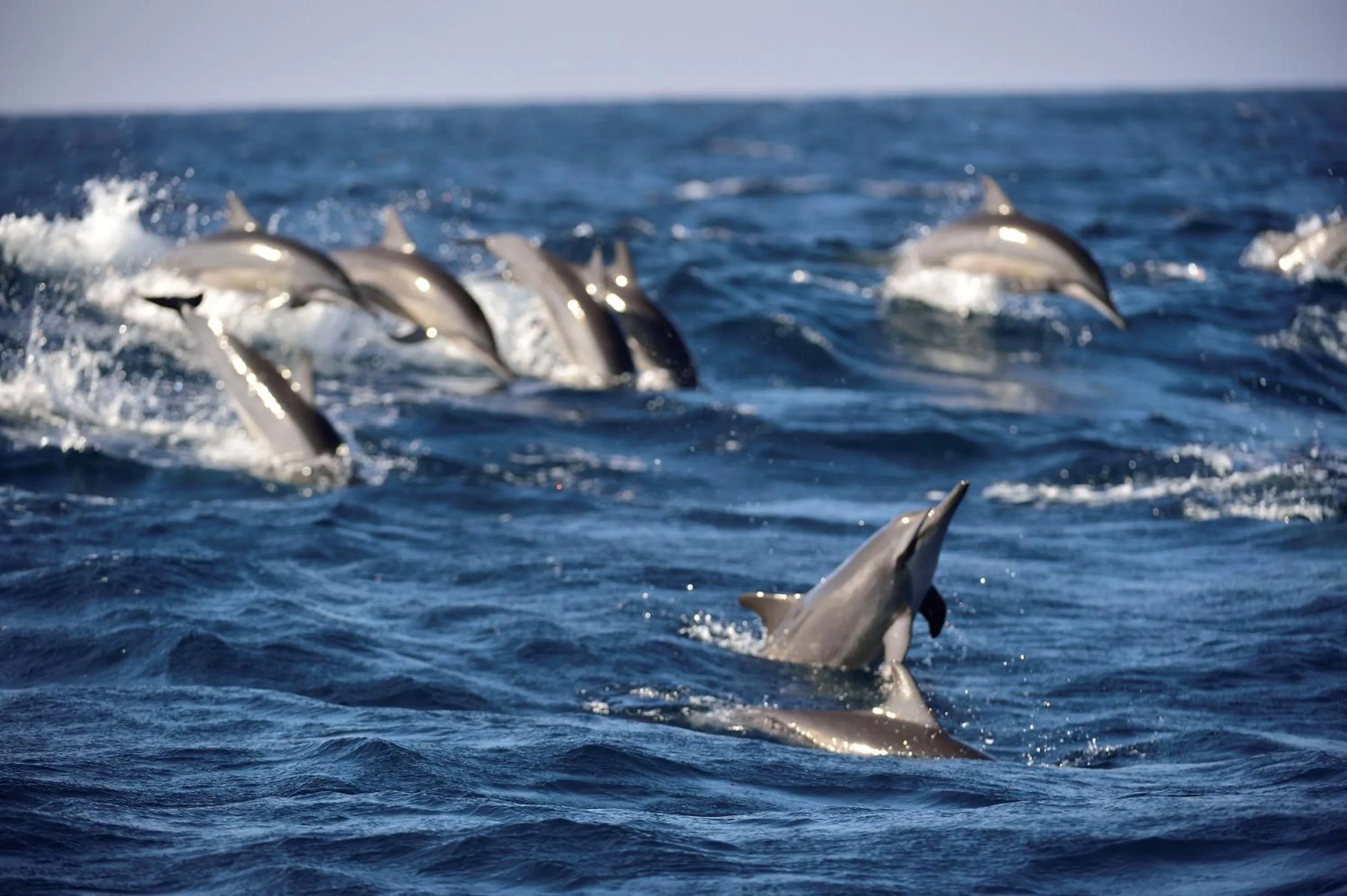 Fishing in Majestic Beach Retreat