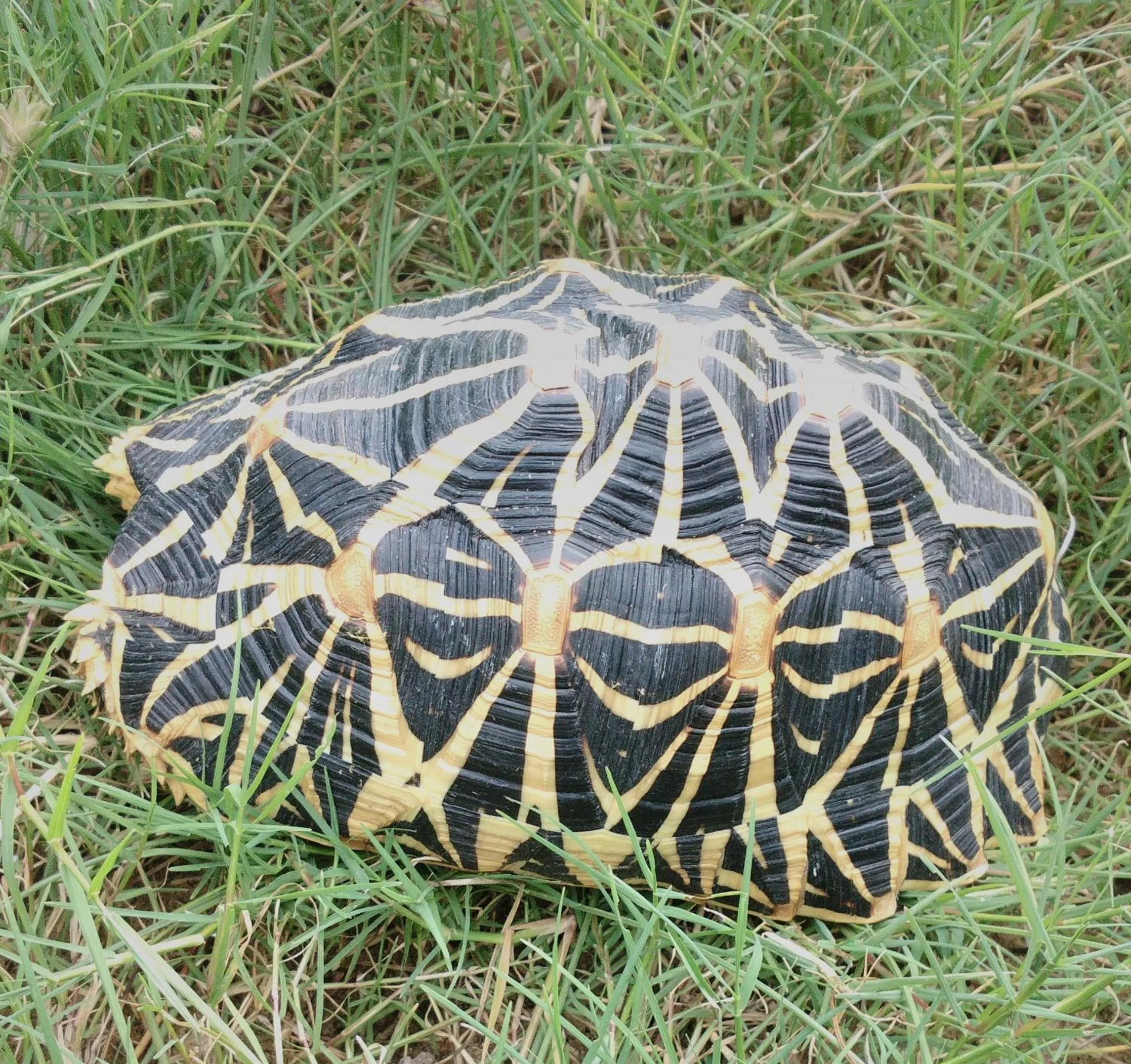 Animals in Majestic Beach Retreat