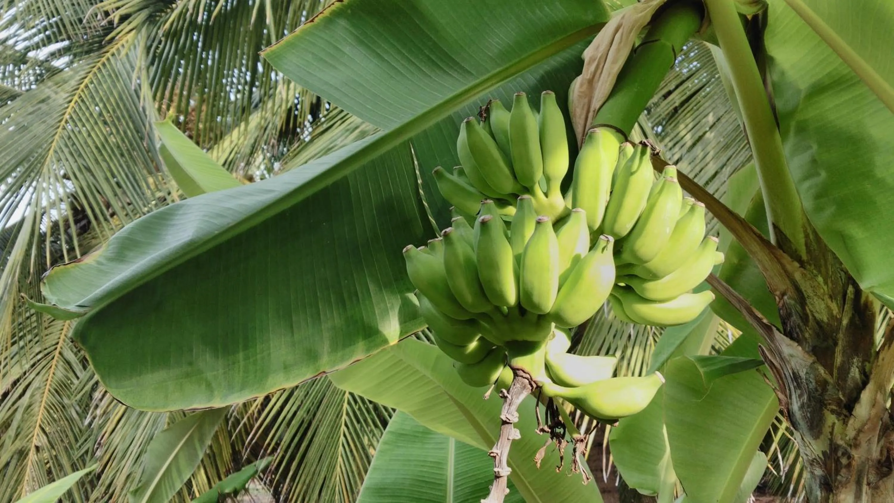Garden view in Majestic Beach Retreat