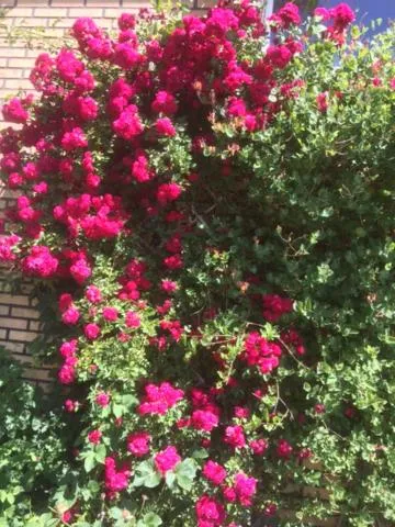 Garden in Hotell Paradis