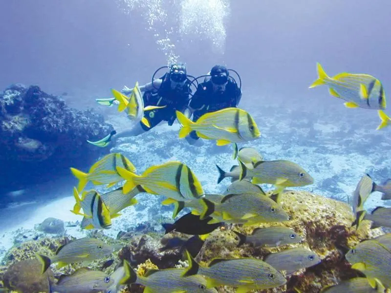 Diving in Neptune Hotel