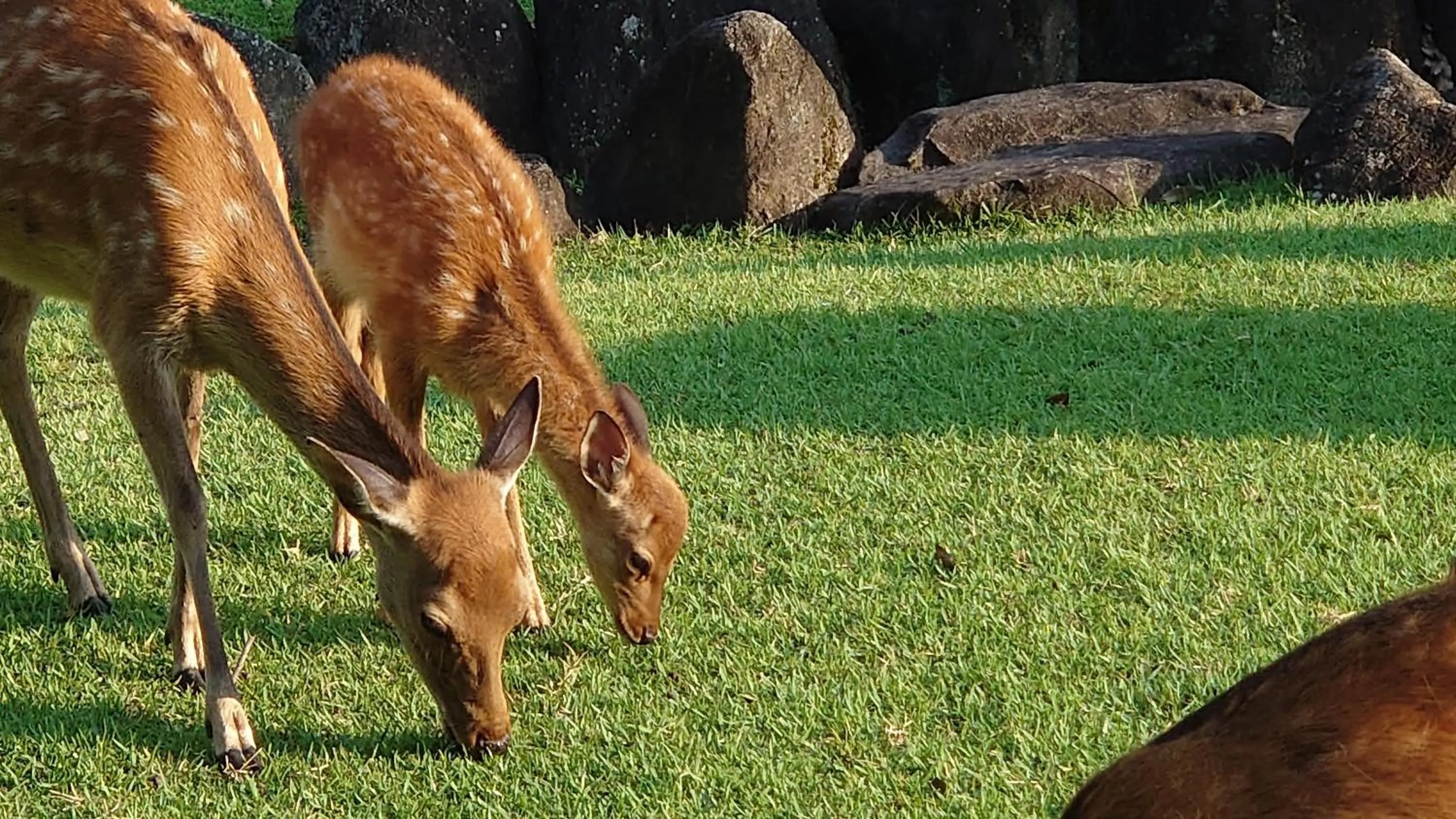 Nearby landmark in Hotel Nikko Nara
