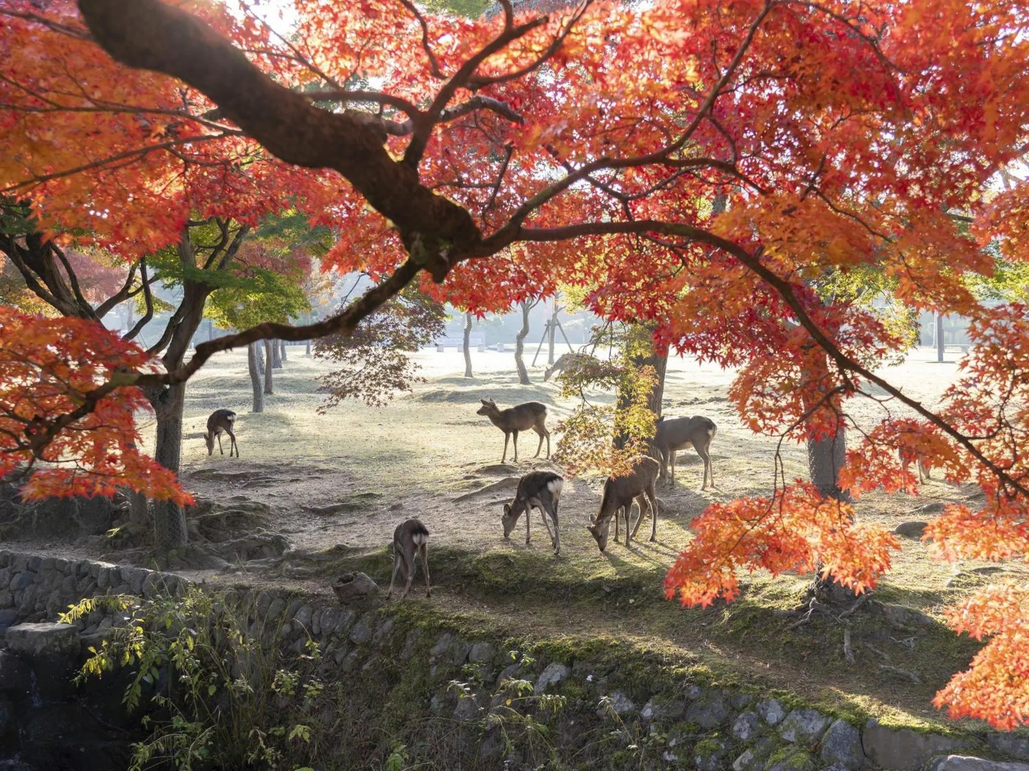 Nearby landmark in Hotel Nikko Nara