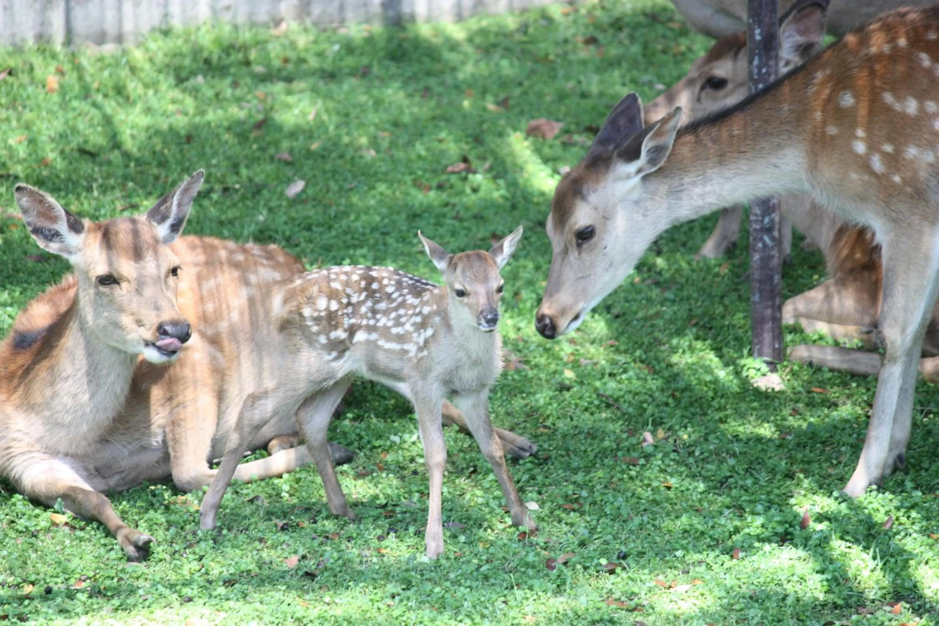 Nearby landmark in Hotel Nikko Nara