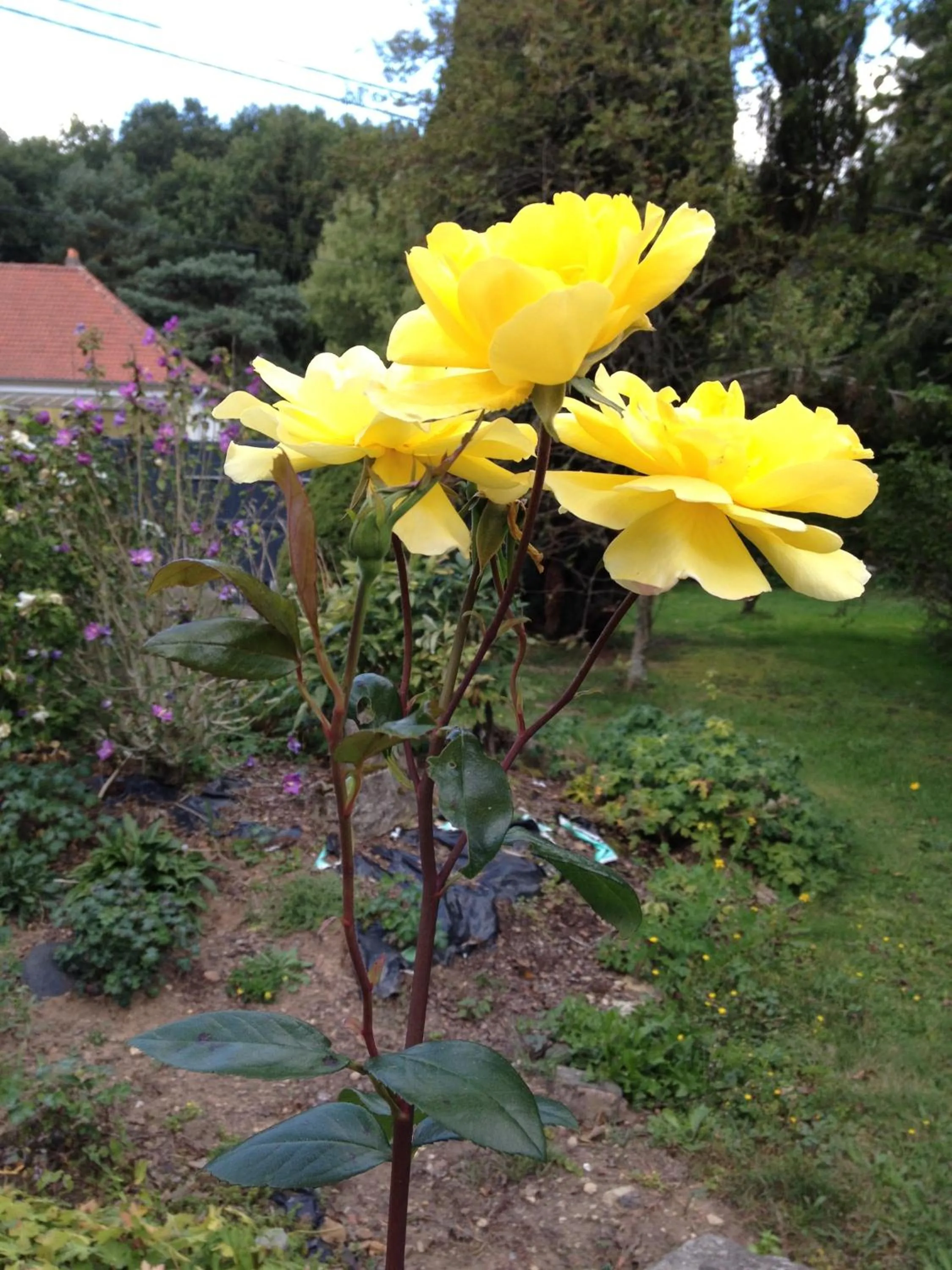 Garden in Logis Hôtel DOMAINE du MOULIN