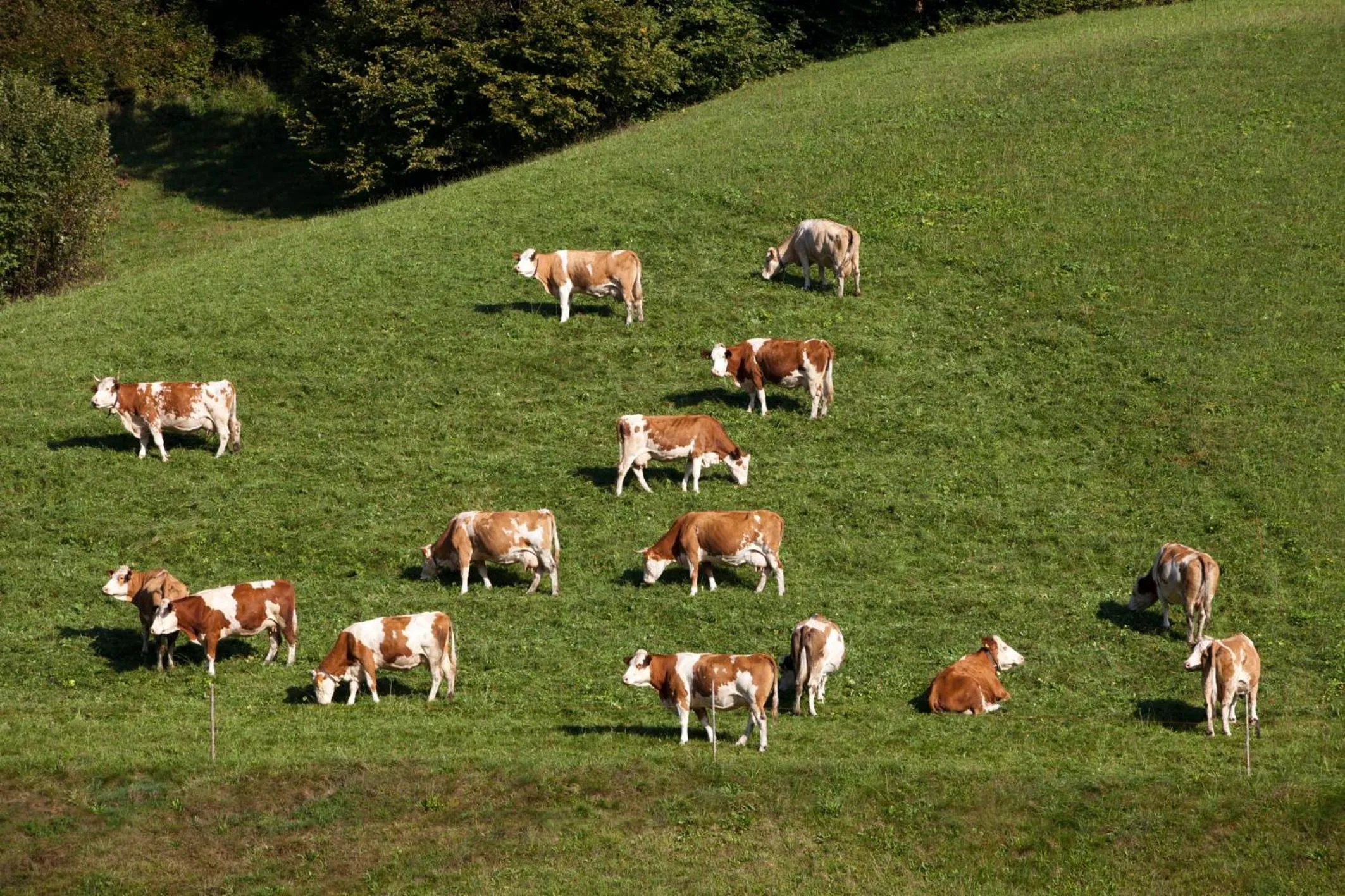 Hiking in Hotel Garni Tirol