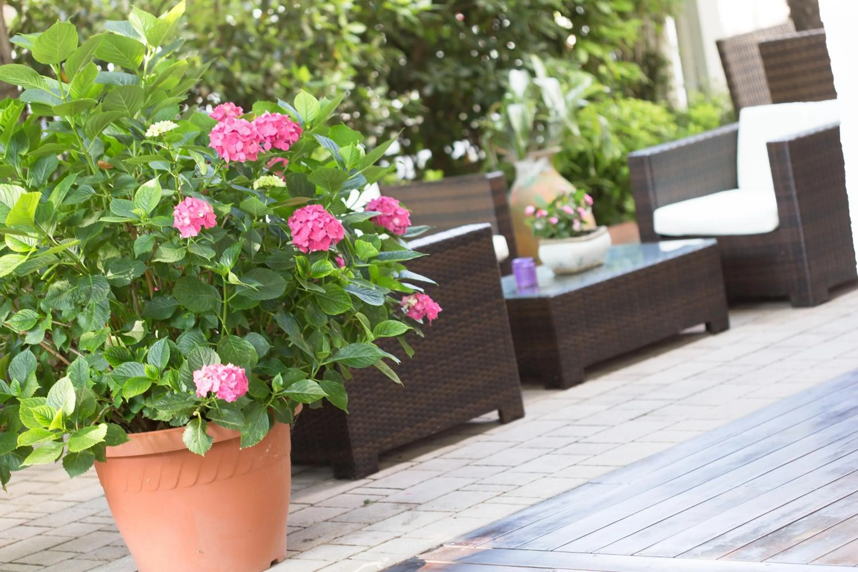 Garden in Hotel Gianlore