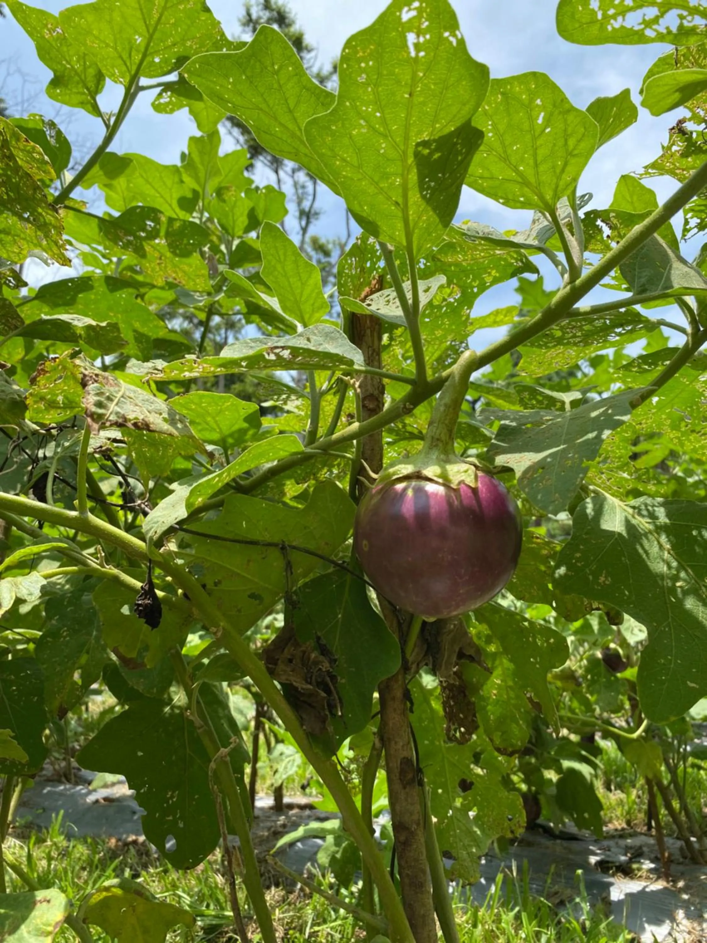 Natural landscape in Ambong Pool Villas - Private Pool
