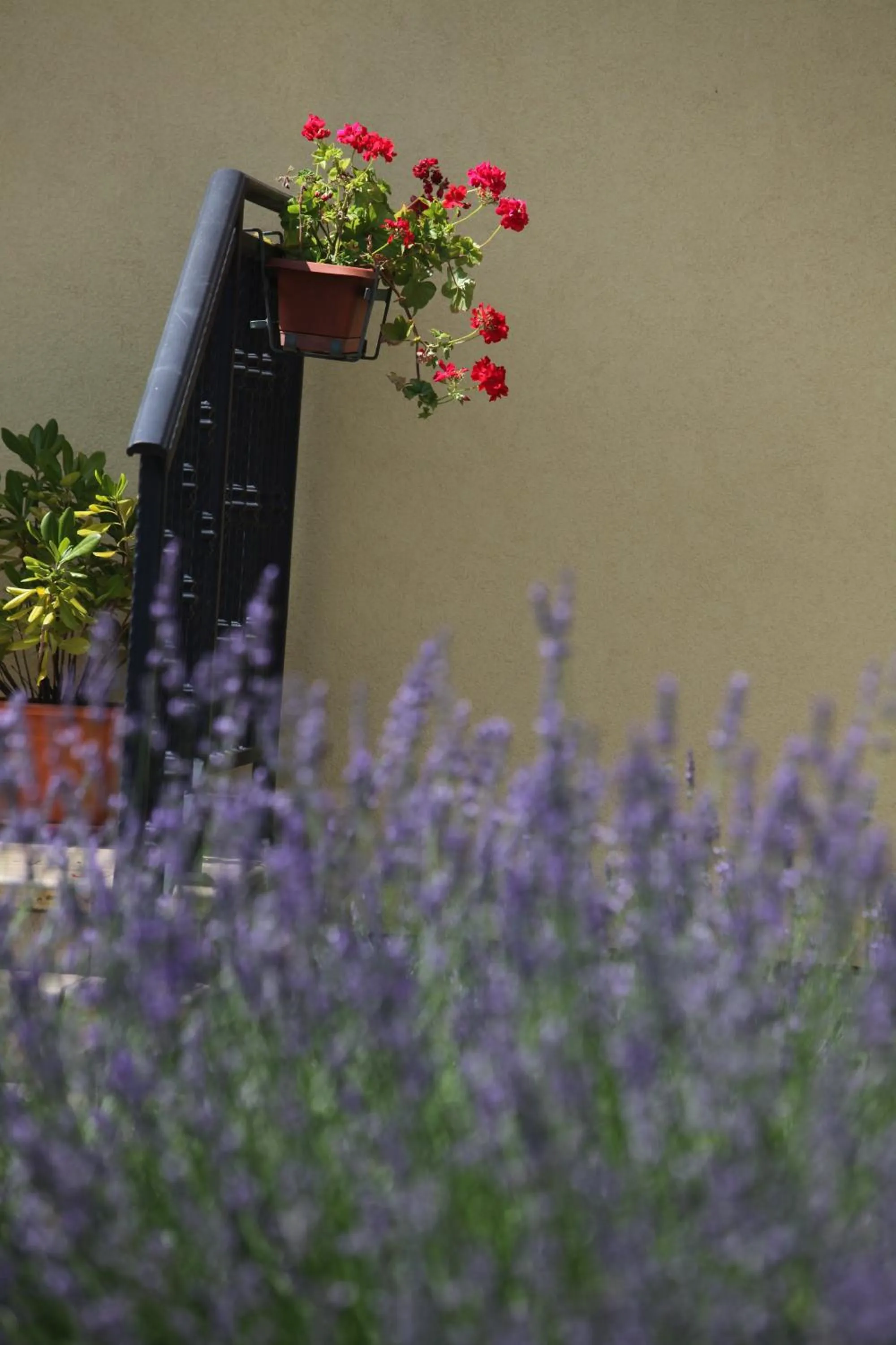Garden in Guest House Stancija Kovacici