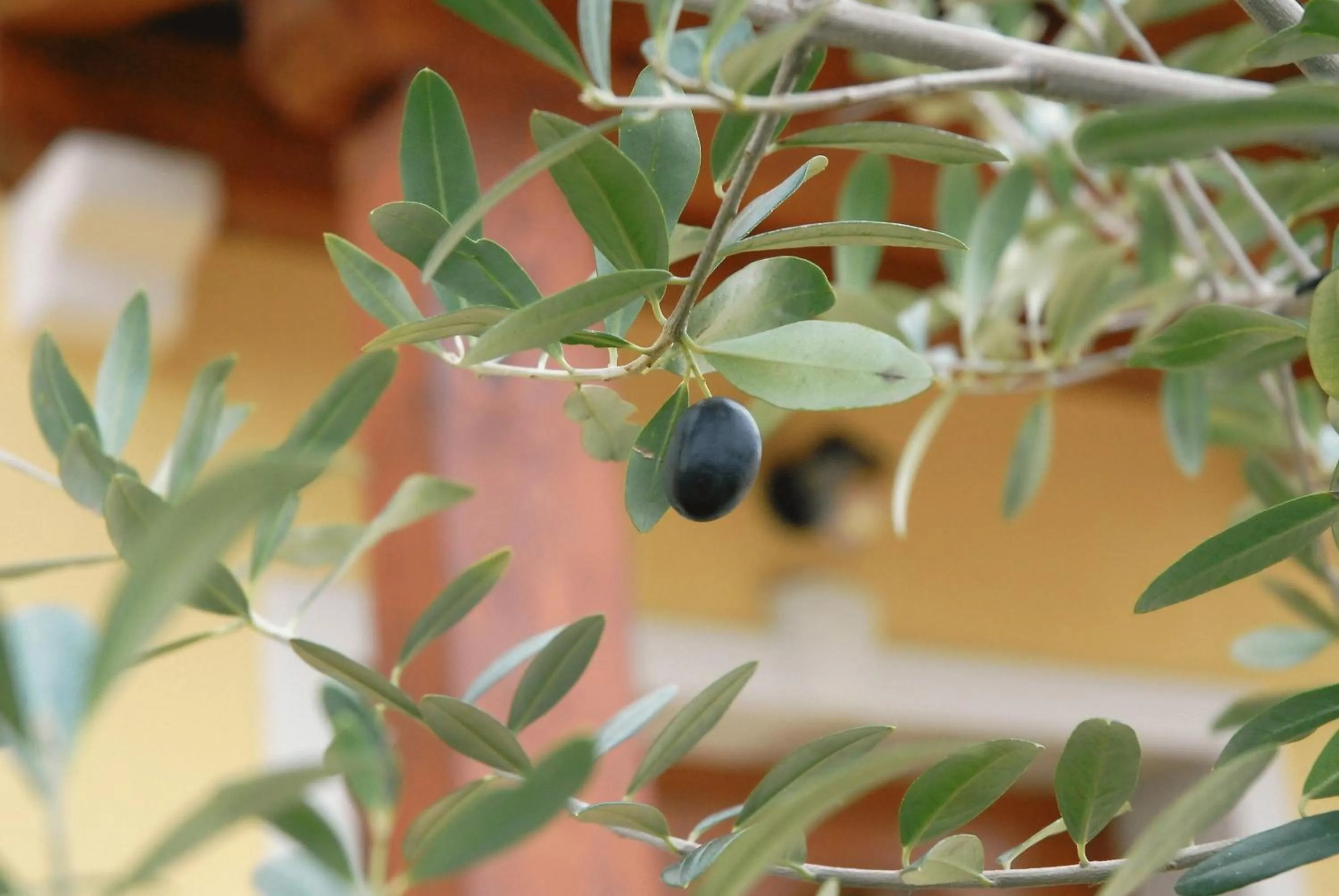 Garden in Guest House Stancija Kovacici