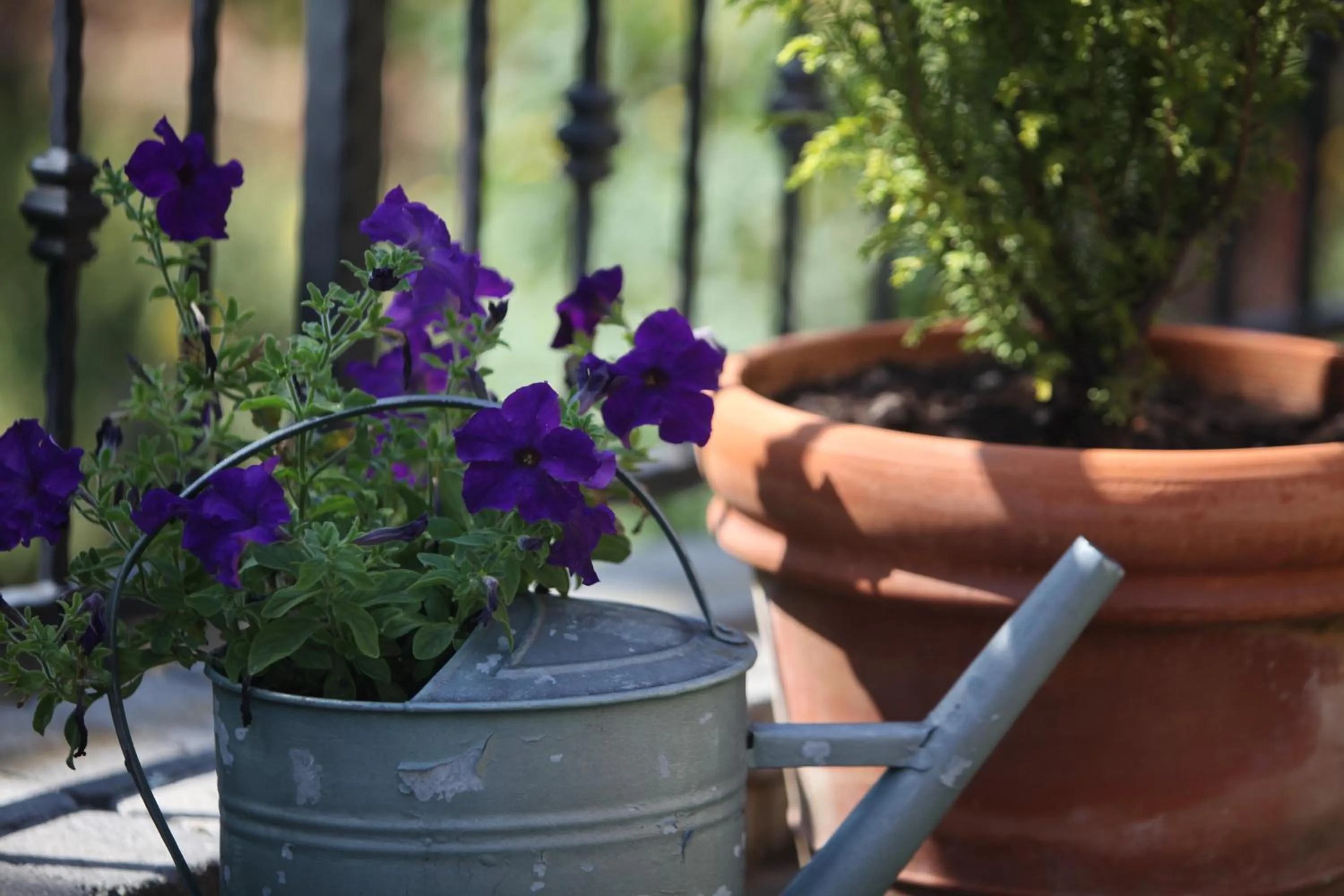 Garden in Guest House Stancija Kovacici