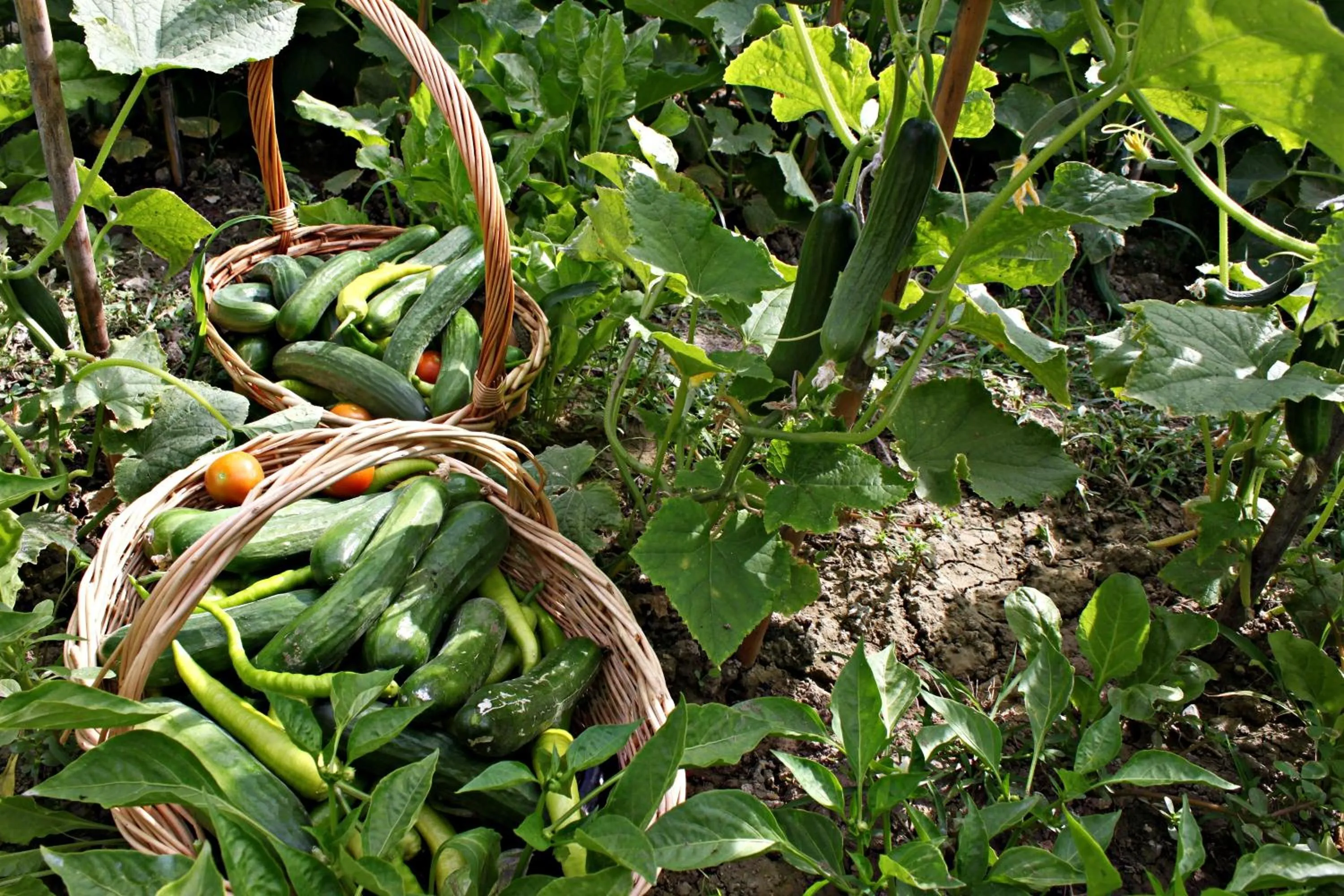Garden in Gocek Arion Hotel