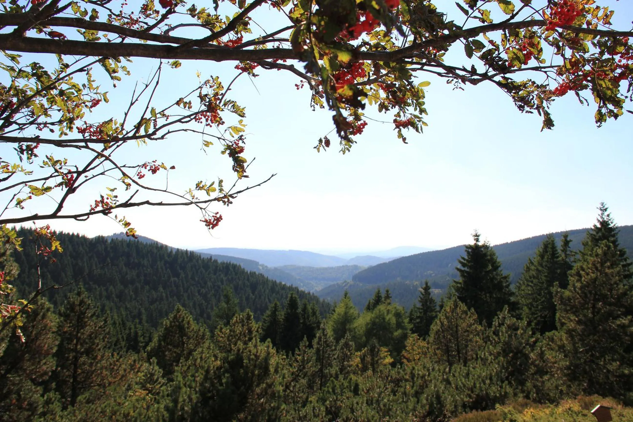 Hiking in Konsum Gästehaus Quisisana - Oberhof