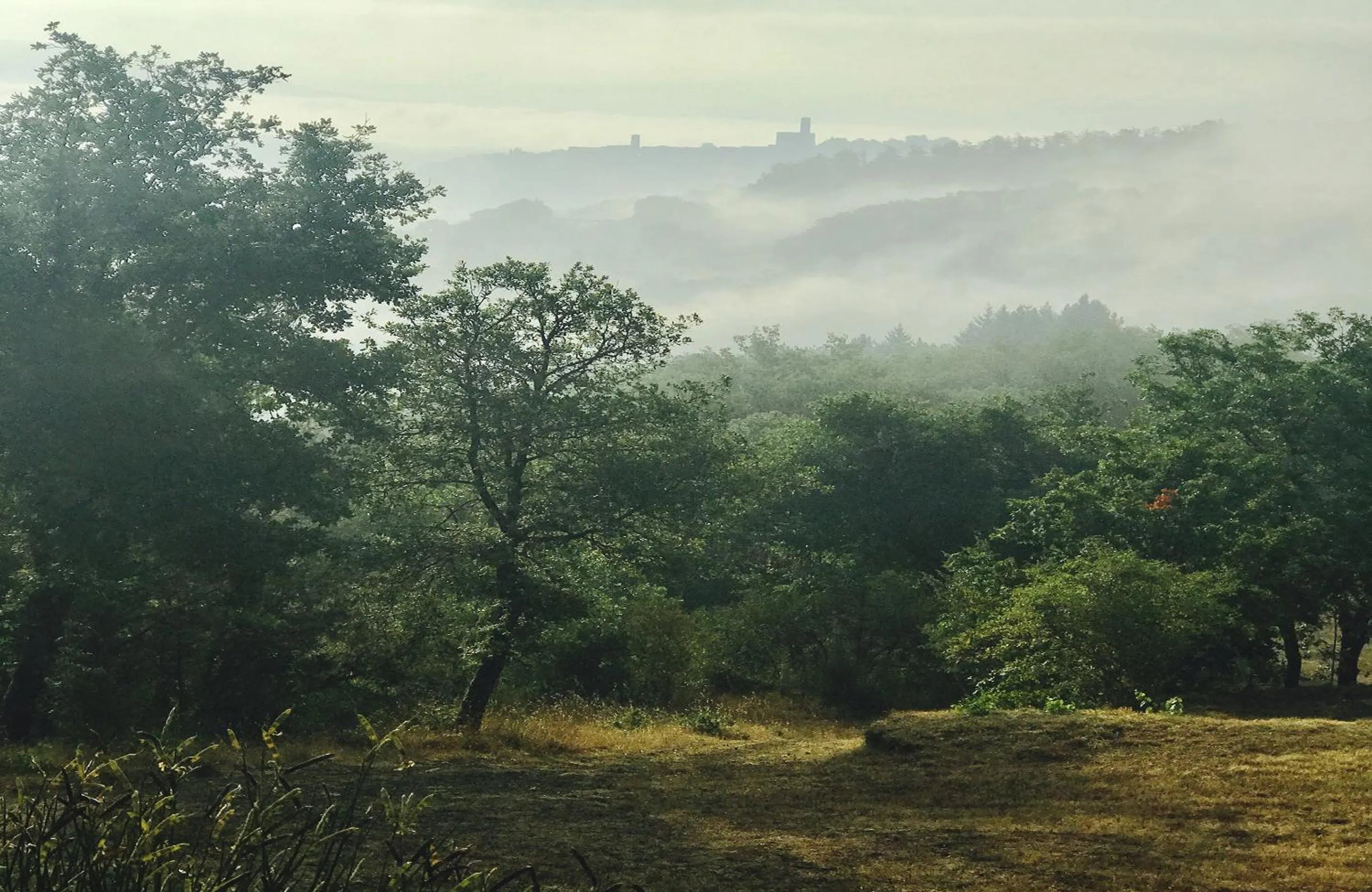 Pippo's Little Resort