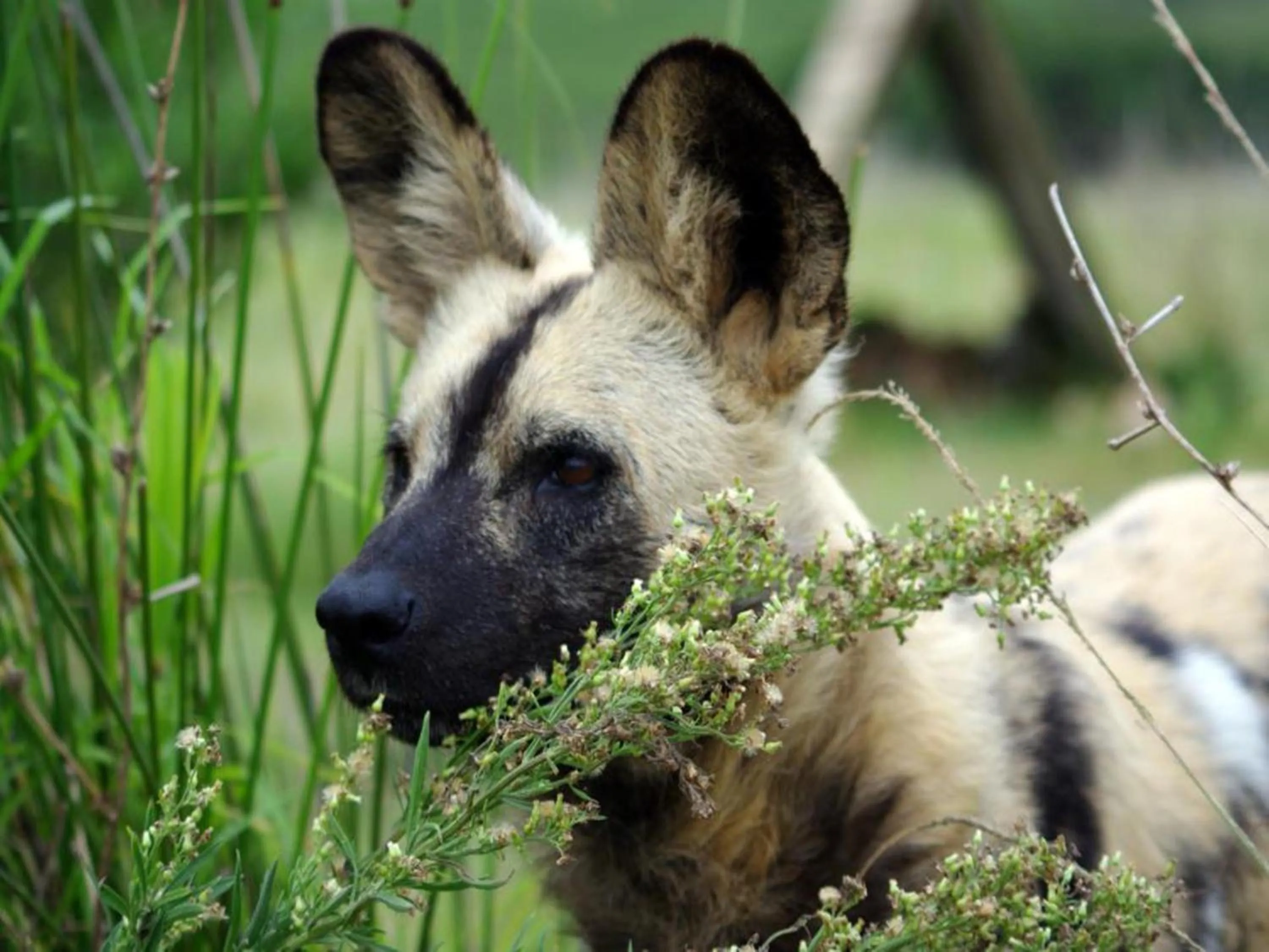 Animals in Lily Pond Country Lodge