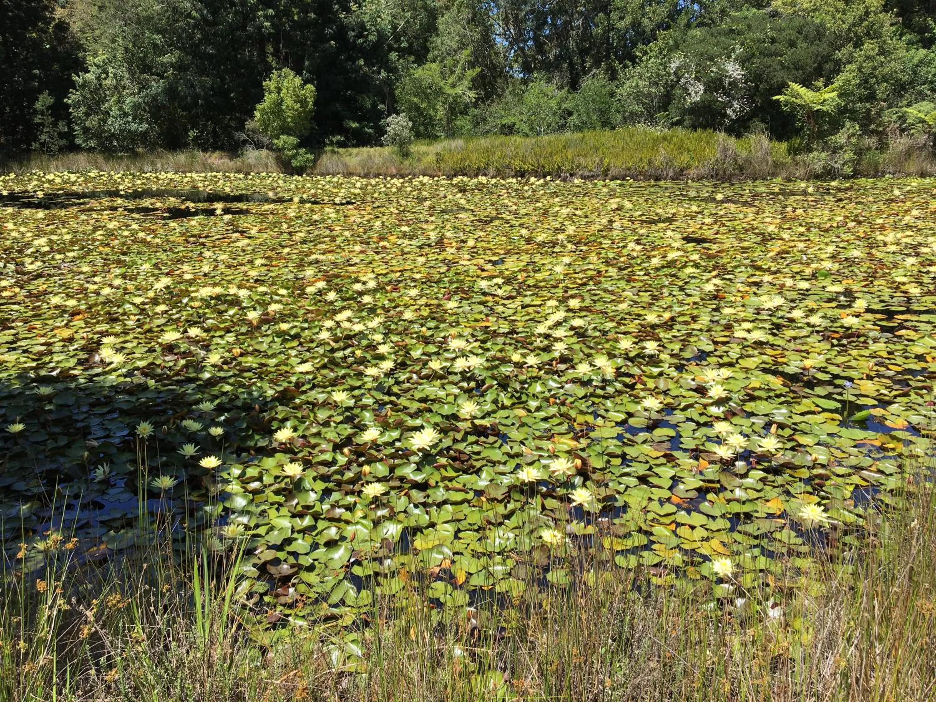 Natural landscape in Lily Pond Country Lodge