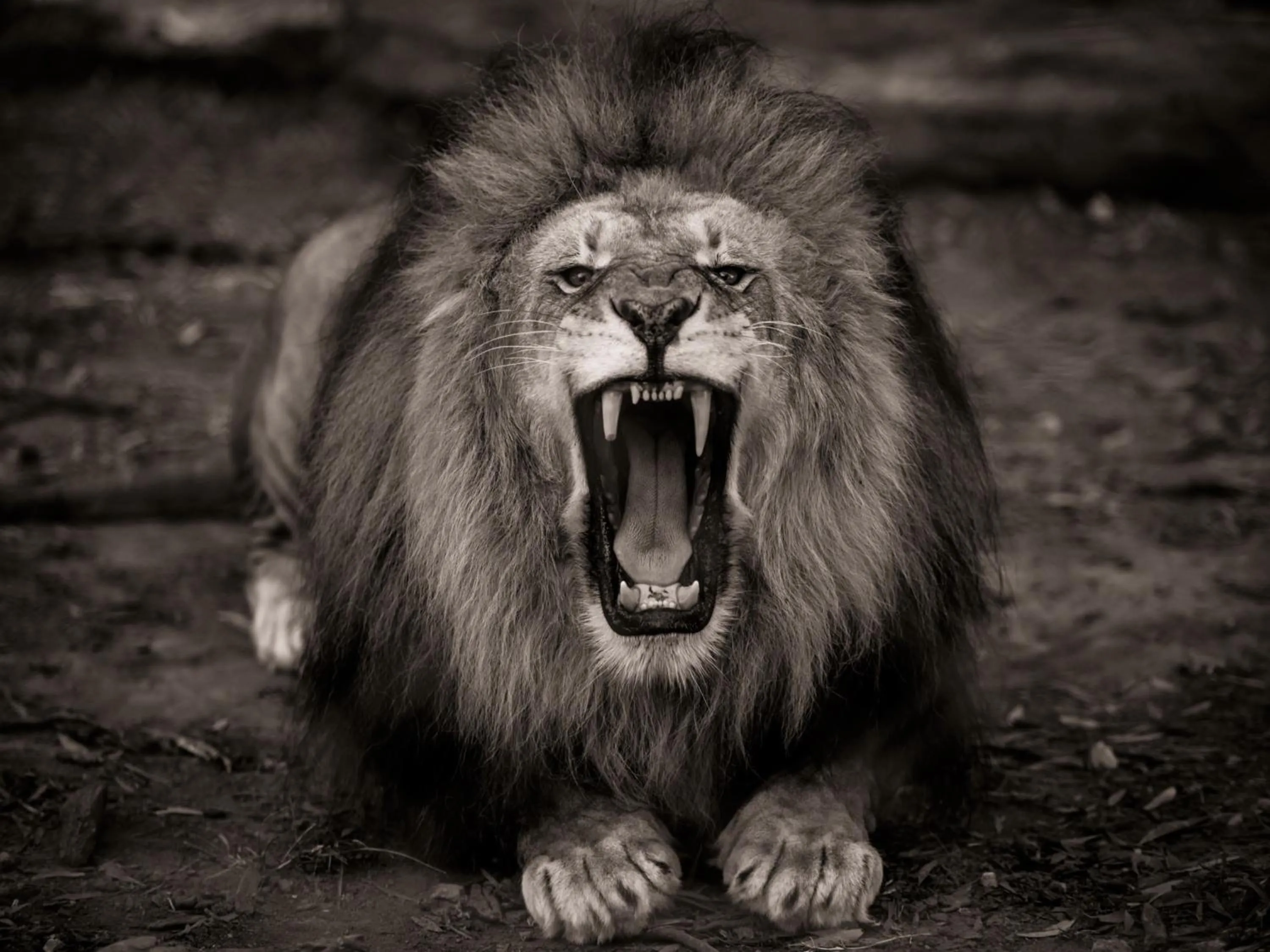 Animals in Lily Pond Country Lodge