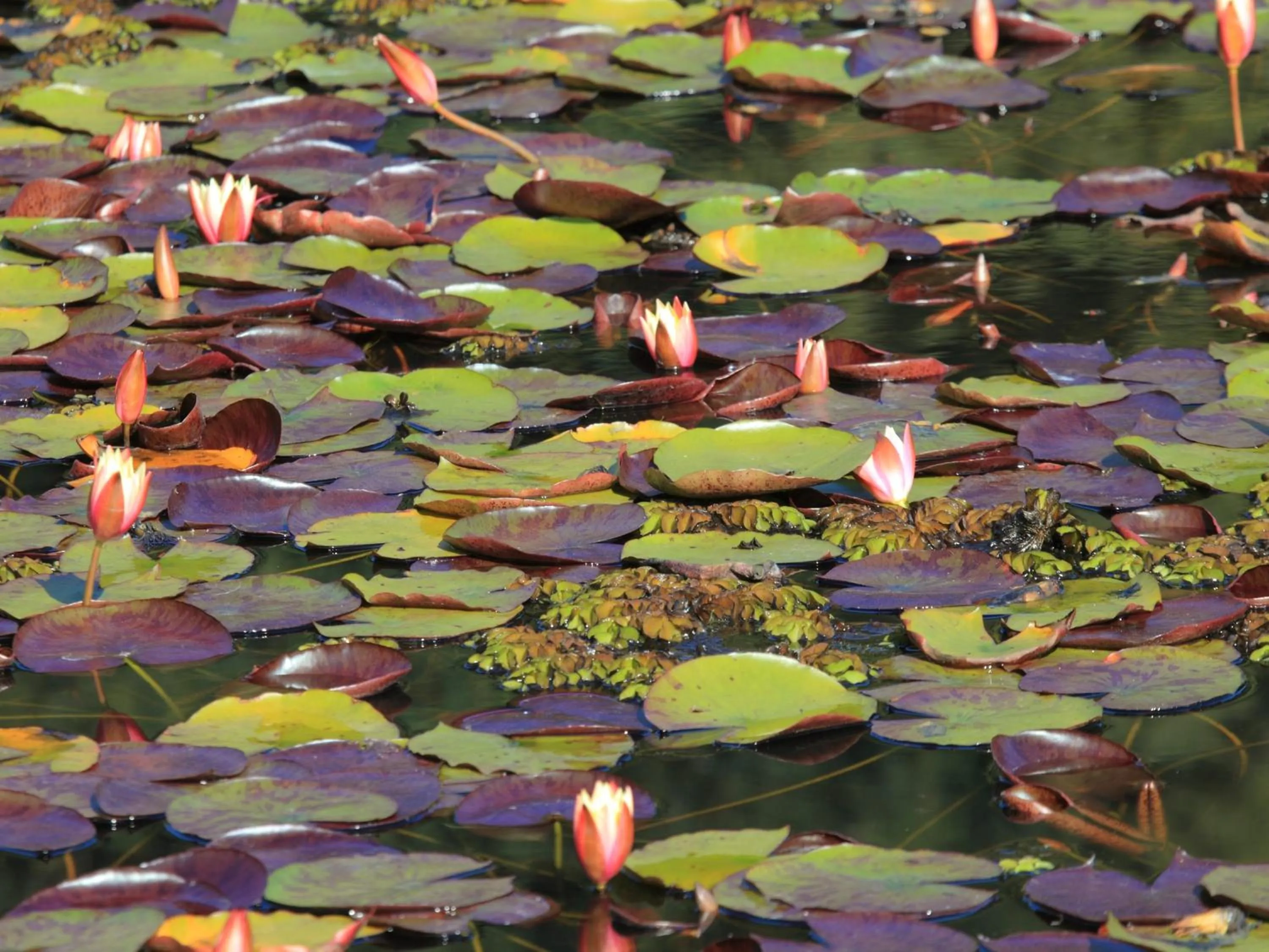 Other in Lily Pond Country Lodge