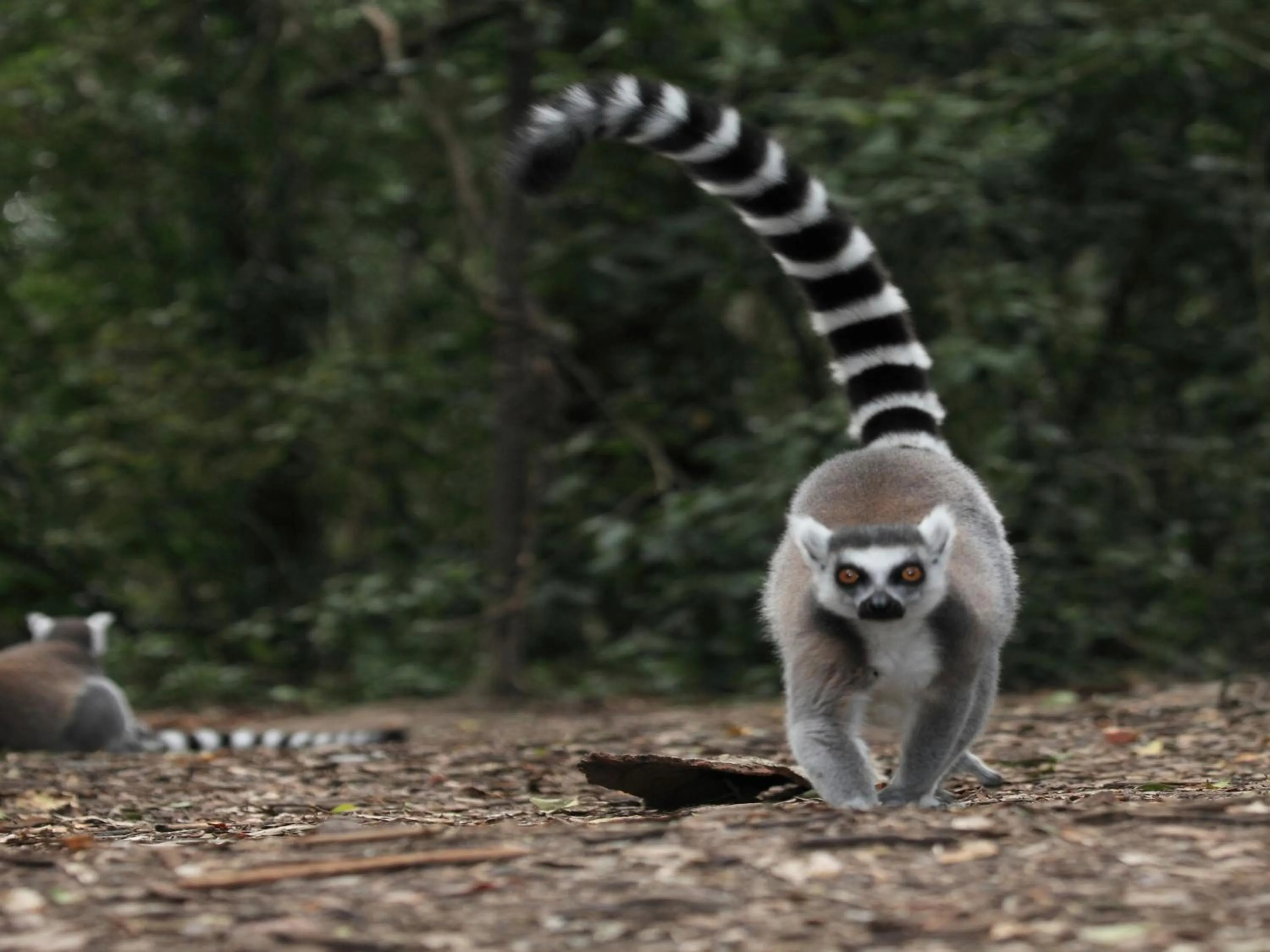 Day in Lily Pond Country Lodge