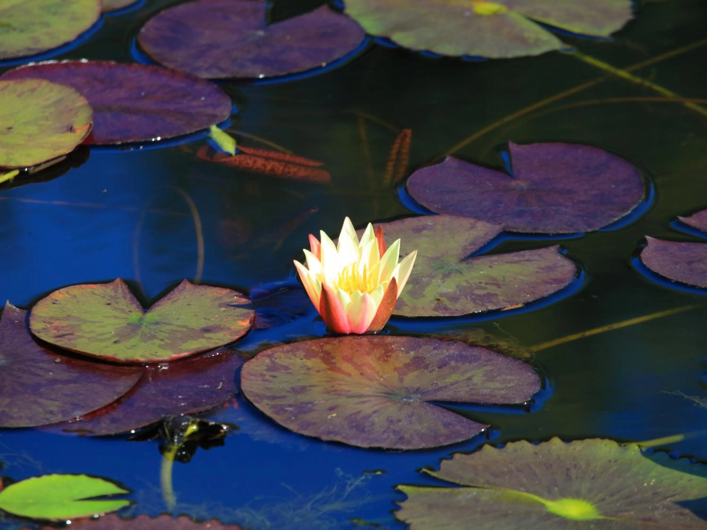 Natural landscape in Lily Pond Country Lodge