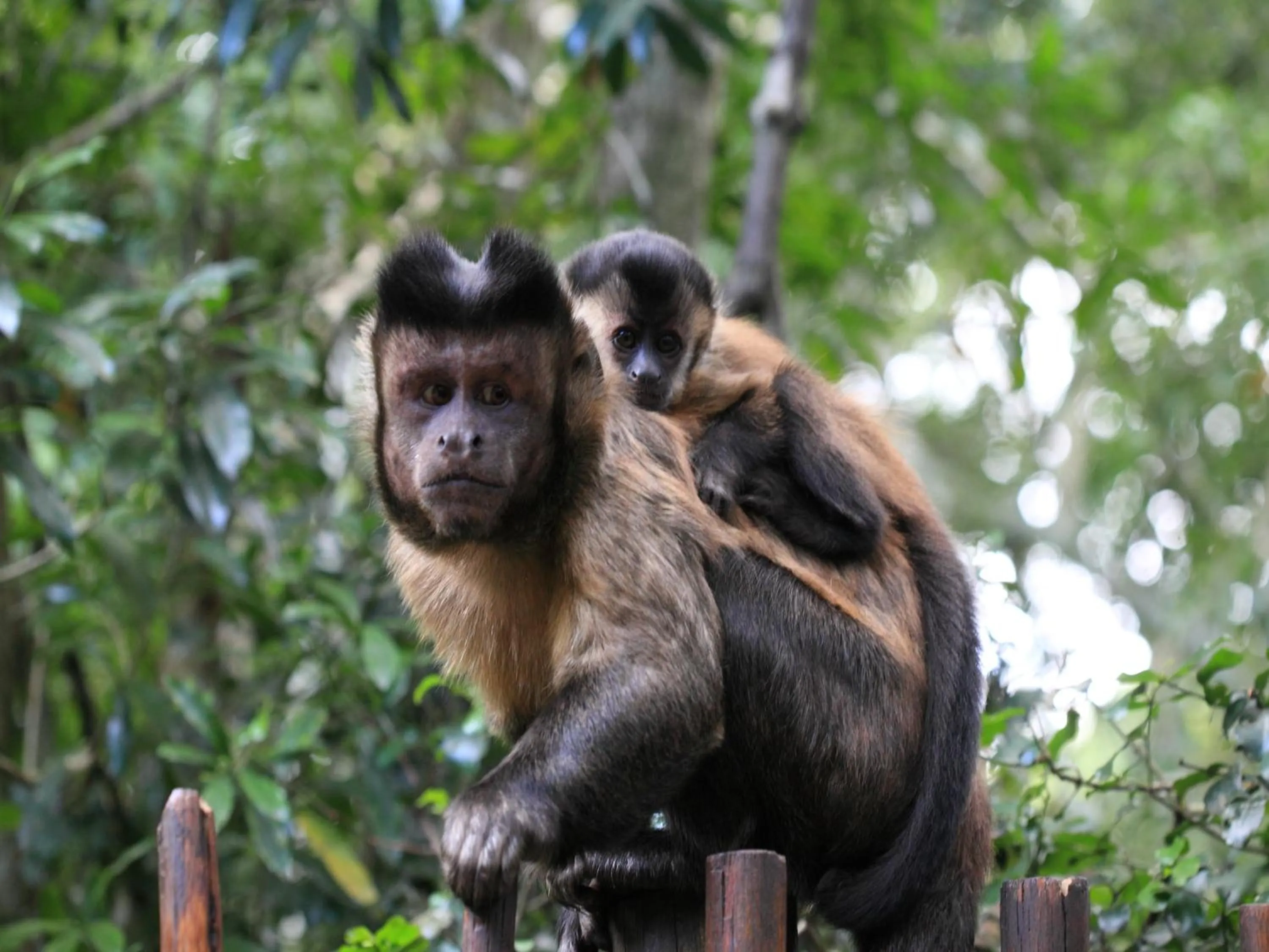Day in Lily Pond Country Lodge