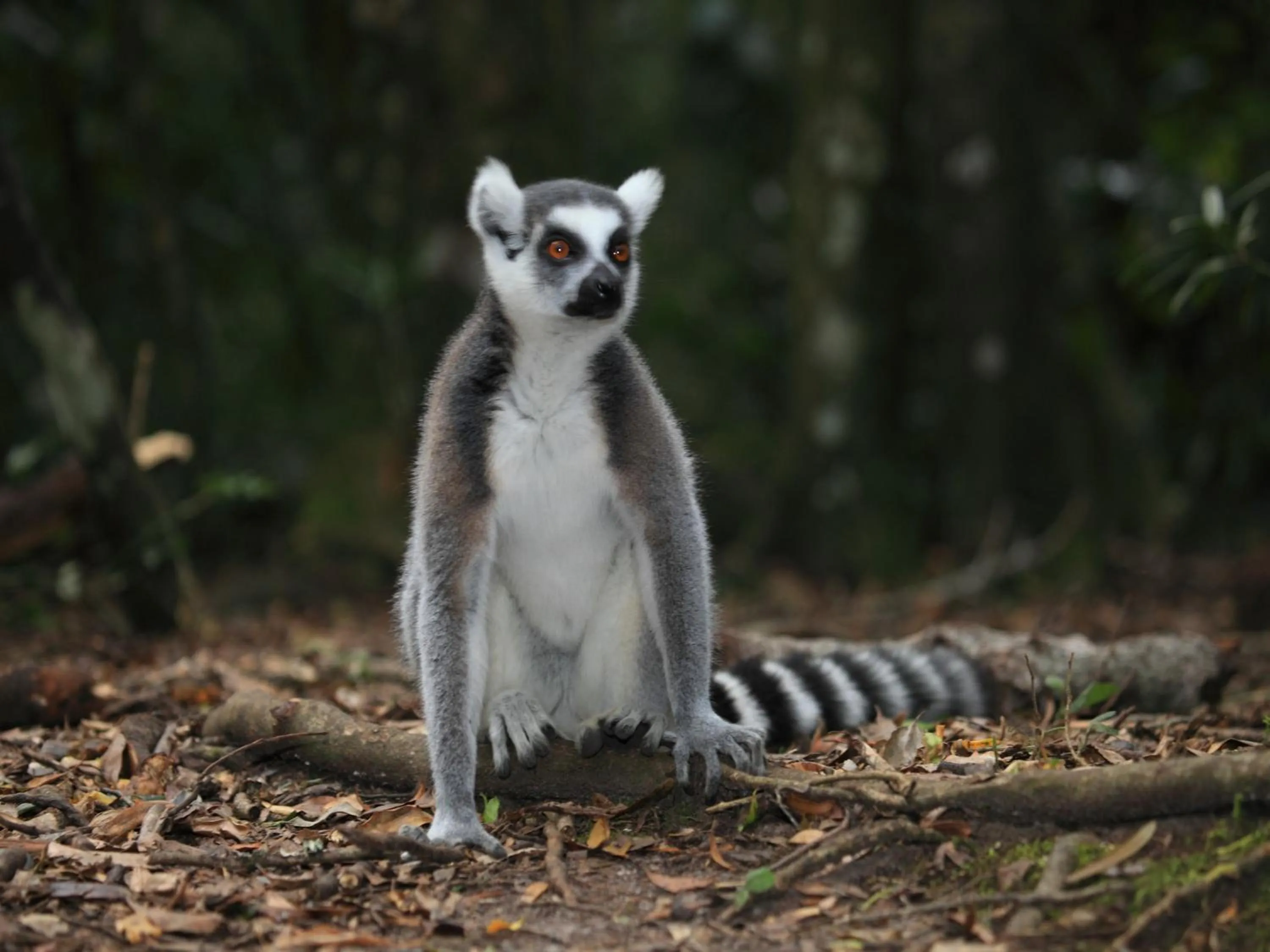 Animals in Lily Pond Country Lodge