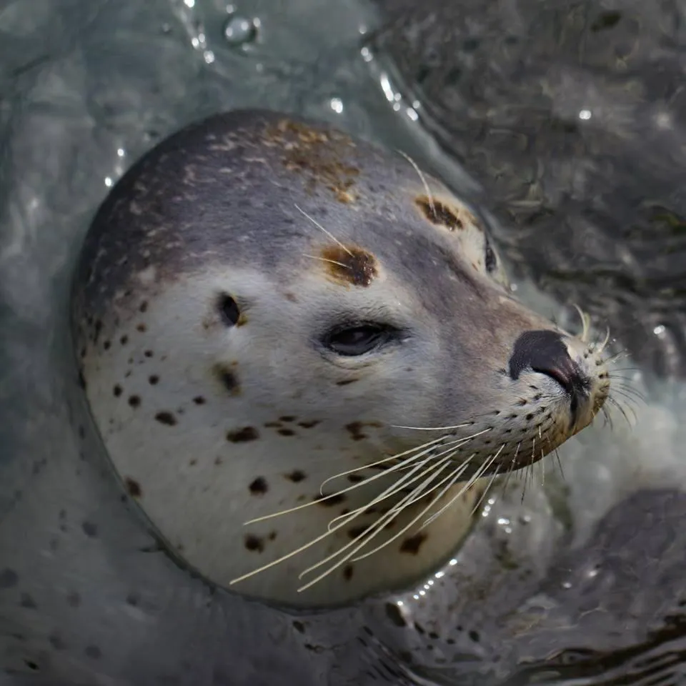 Summer in Kitaguni Grand Hotel