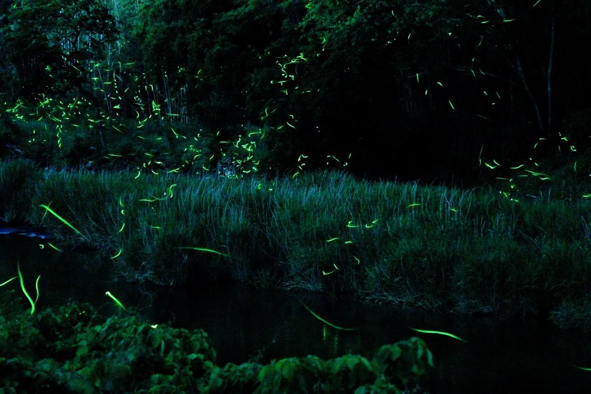 Spring in Gyokusenkaku