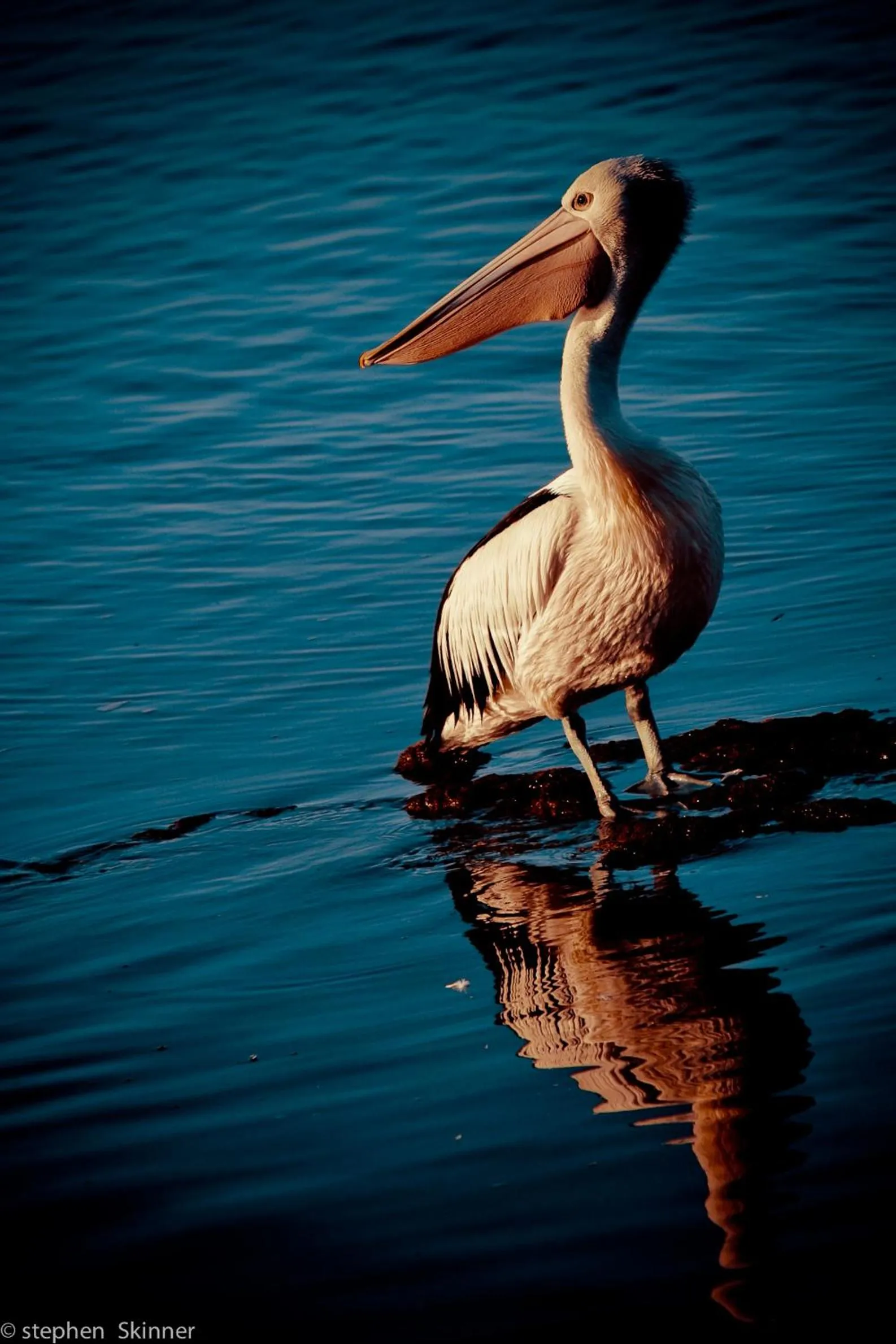 Animals in The Waterfront Wynyard