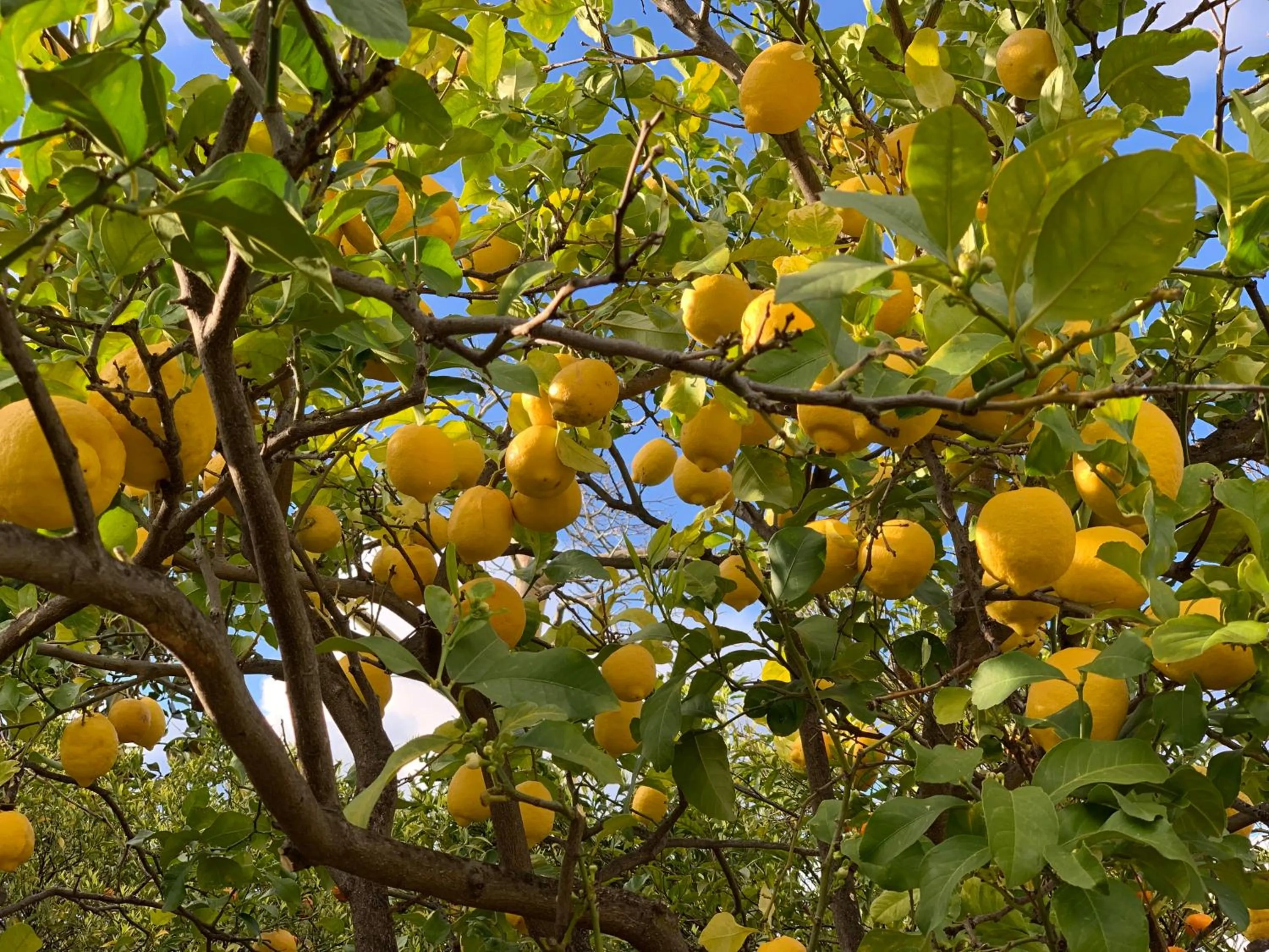 Garden in Villino Eleonora