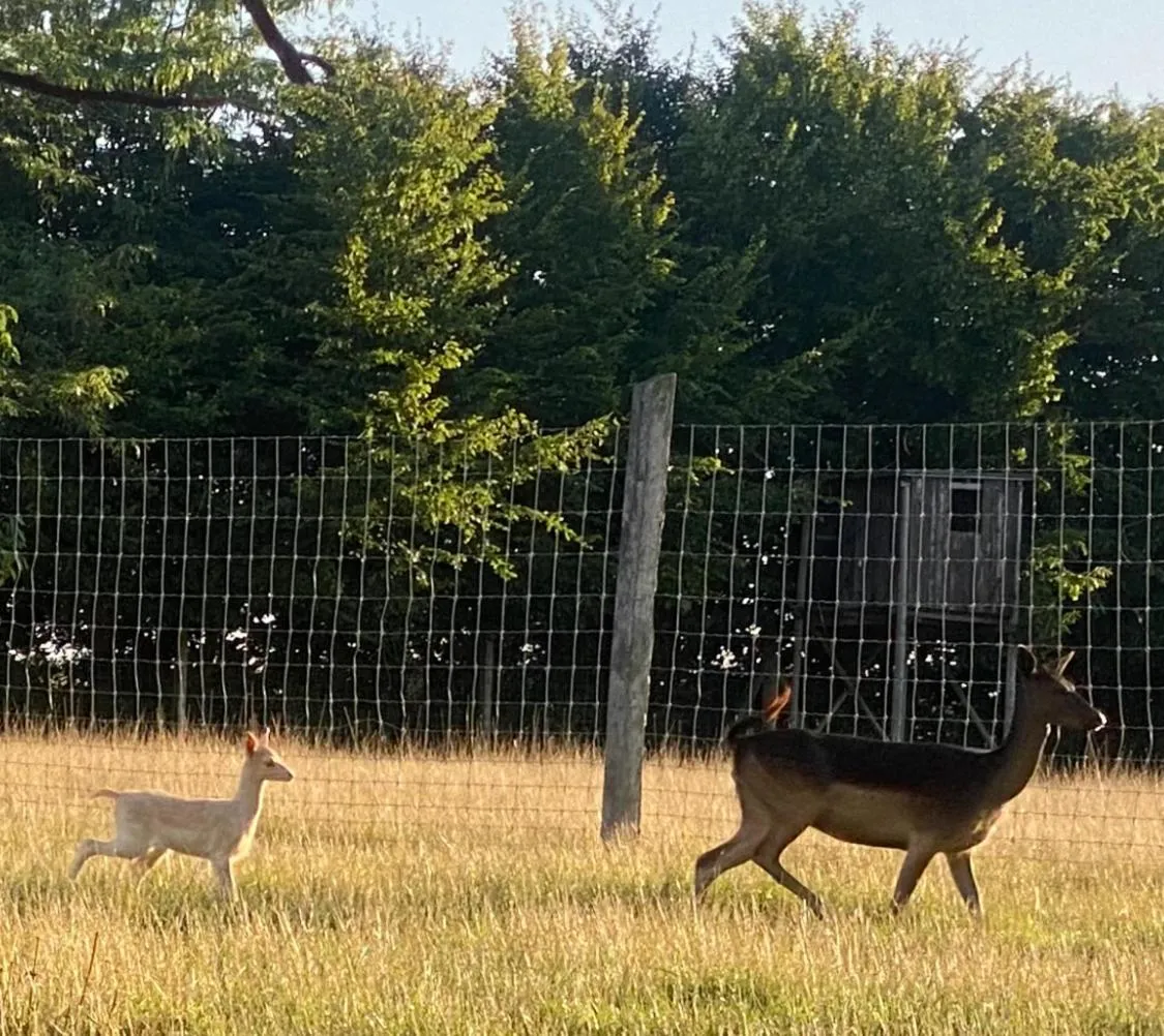 View (from property/room) in Hotel Schwartze