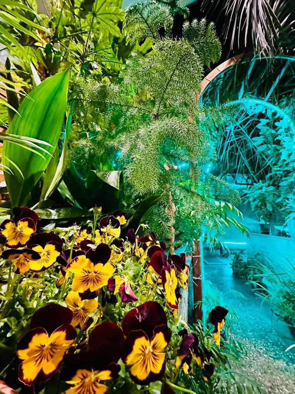 Garden in Hotel British House