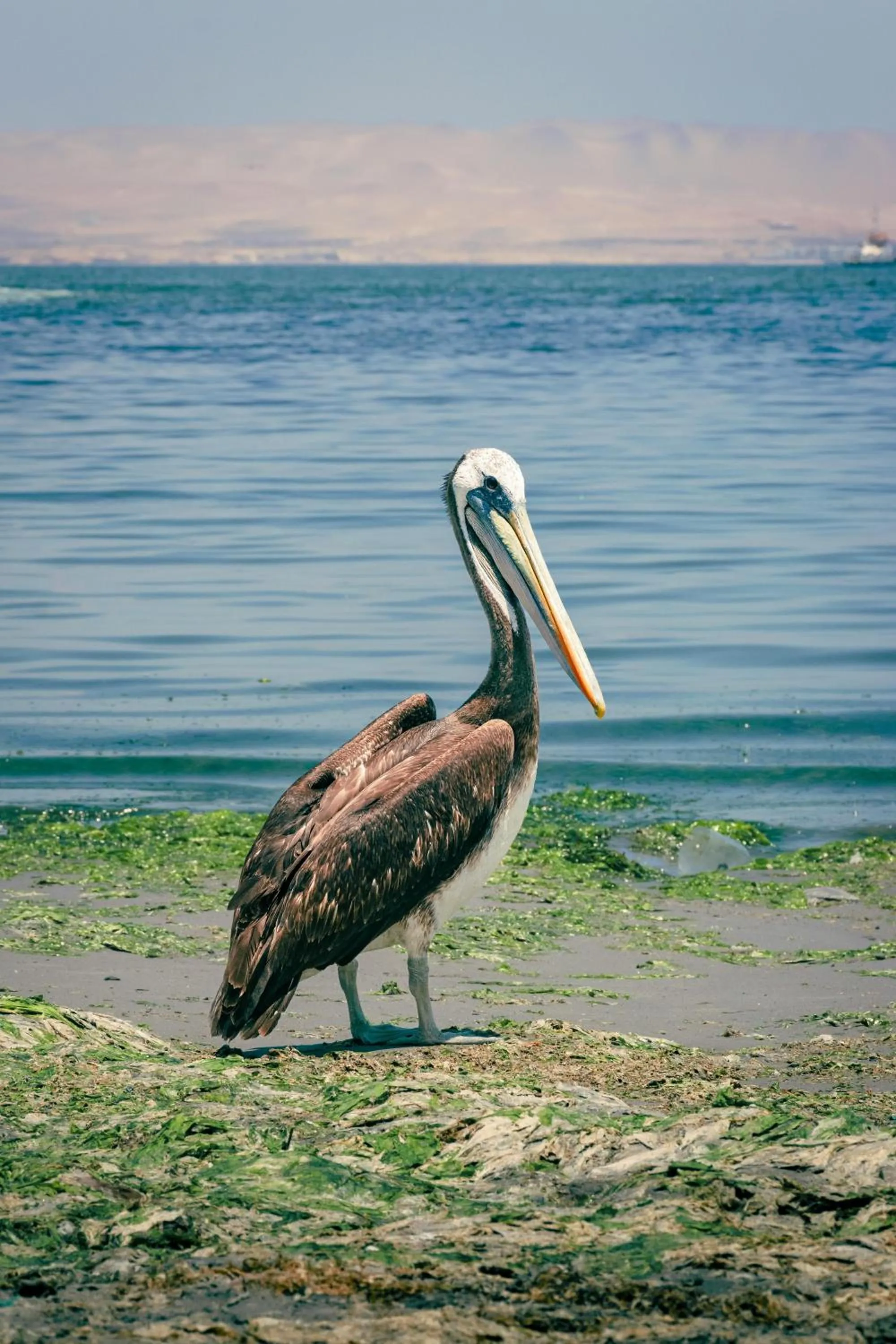 Nearby landmark in Hotel Riviera Inka Paracas
