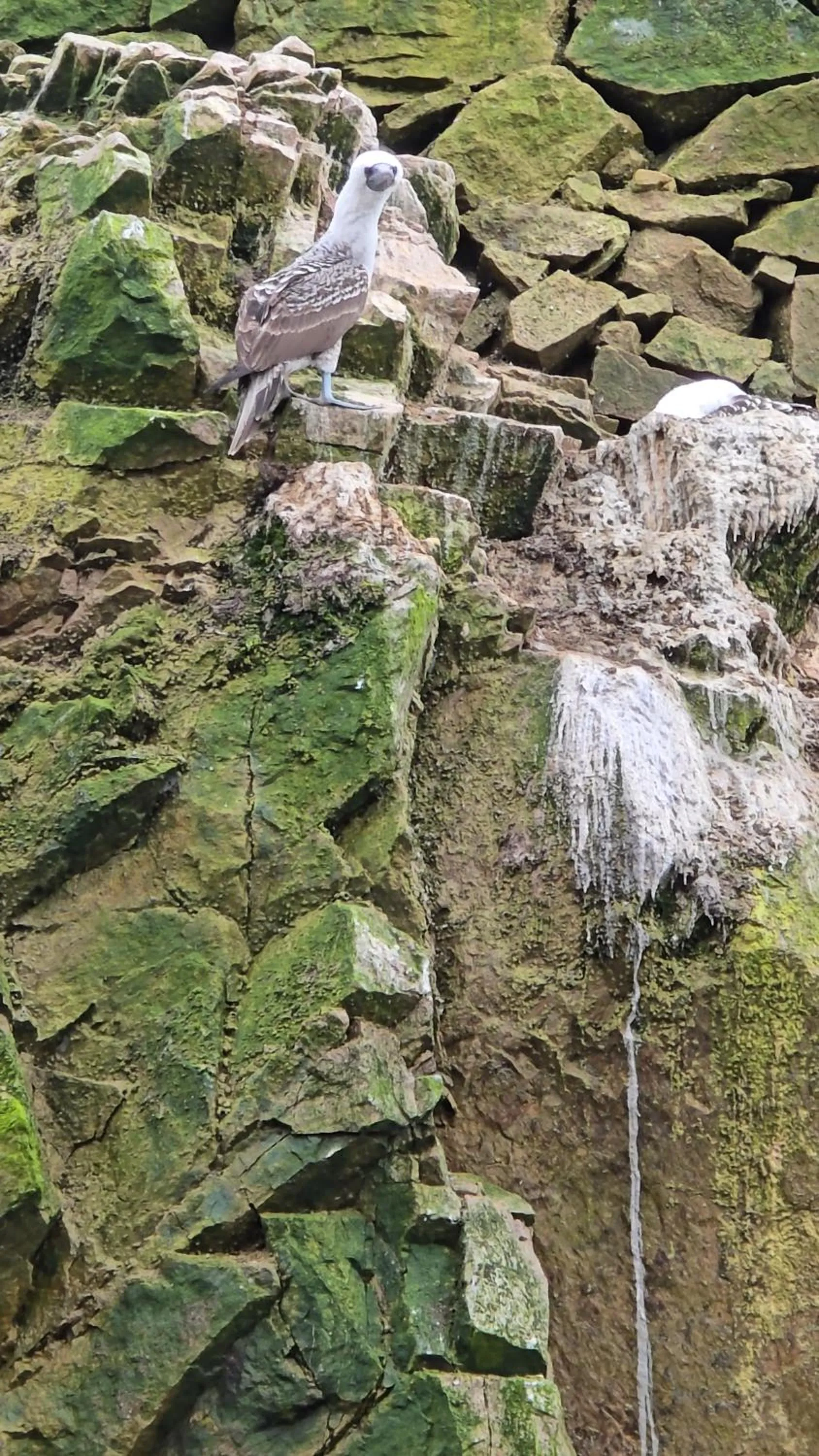 Spring in Hotel Riviera Inka Paracas