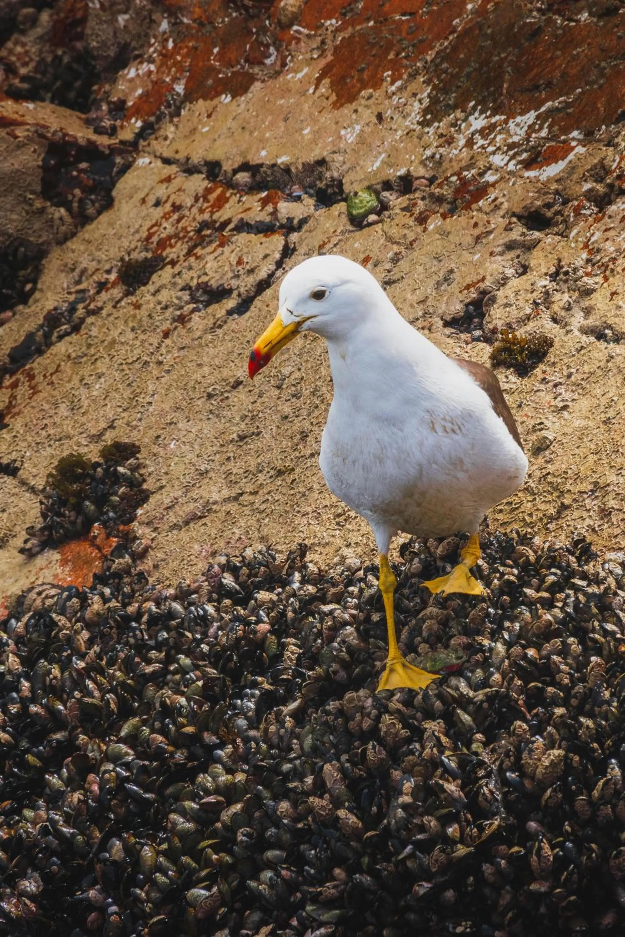 Nearby landmark in Hotel Riviera Inka Paracas