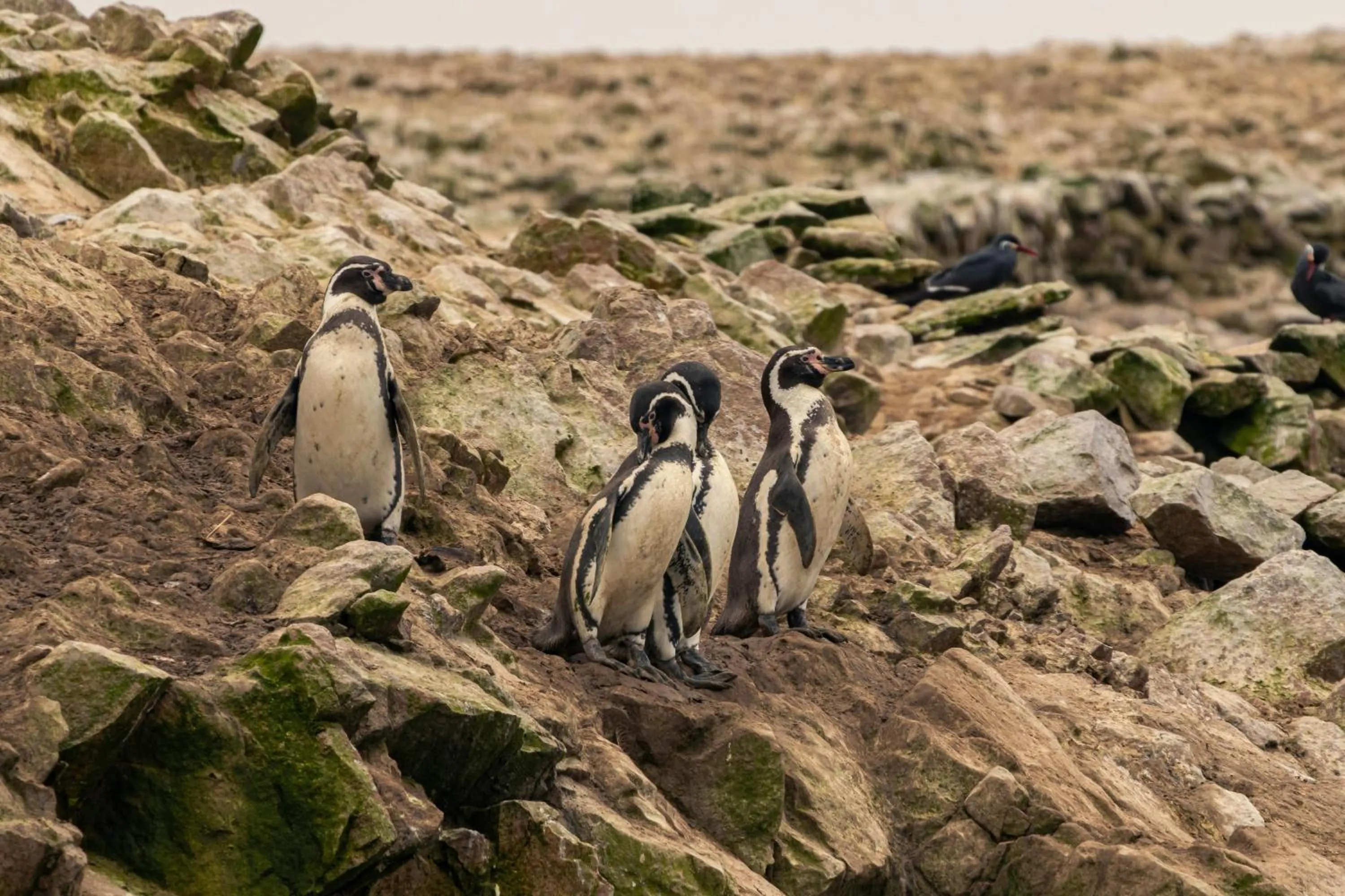 Nearby landmark in Hotel Riviera Inka Paracas