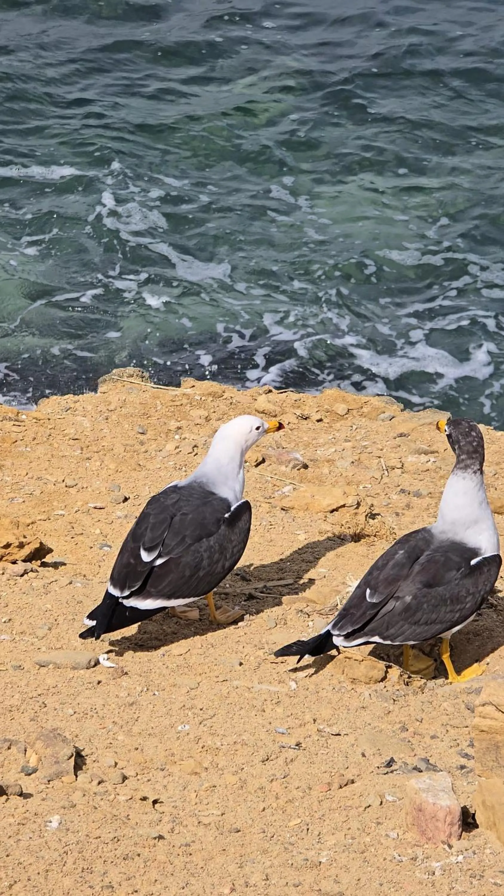 Natural landscape in Hotel Riviera Inka Paracas