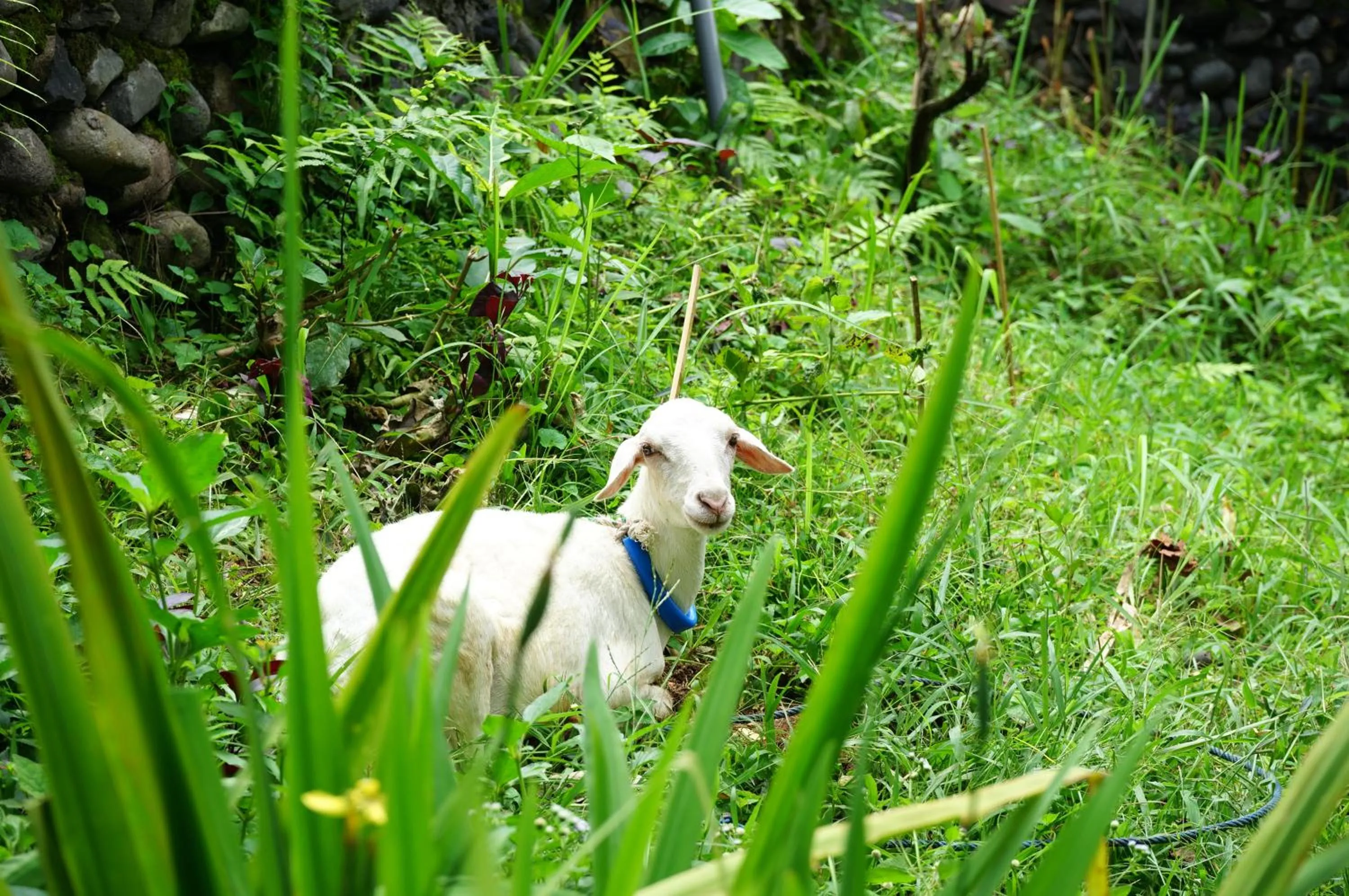 Pets in Rinjani Mountain Garden