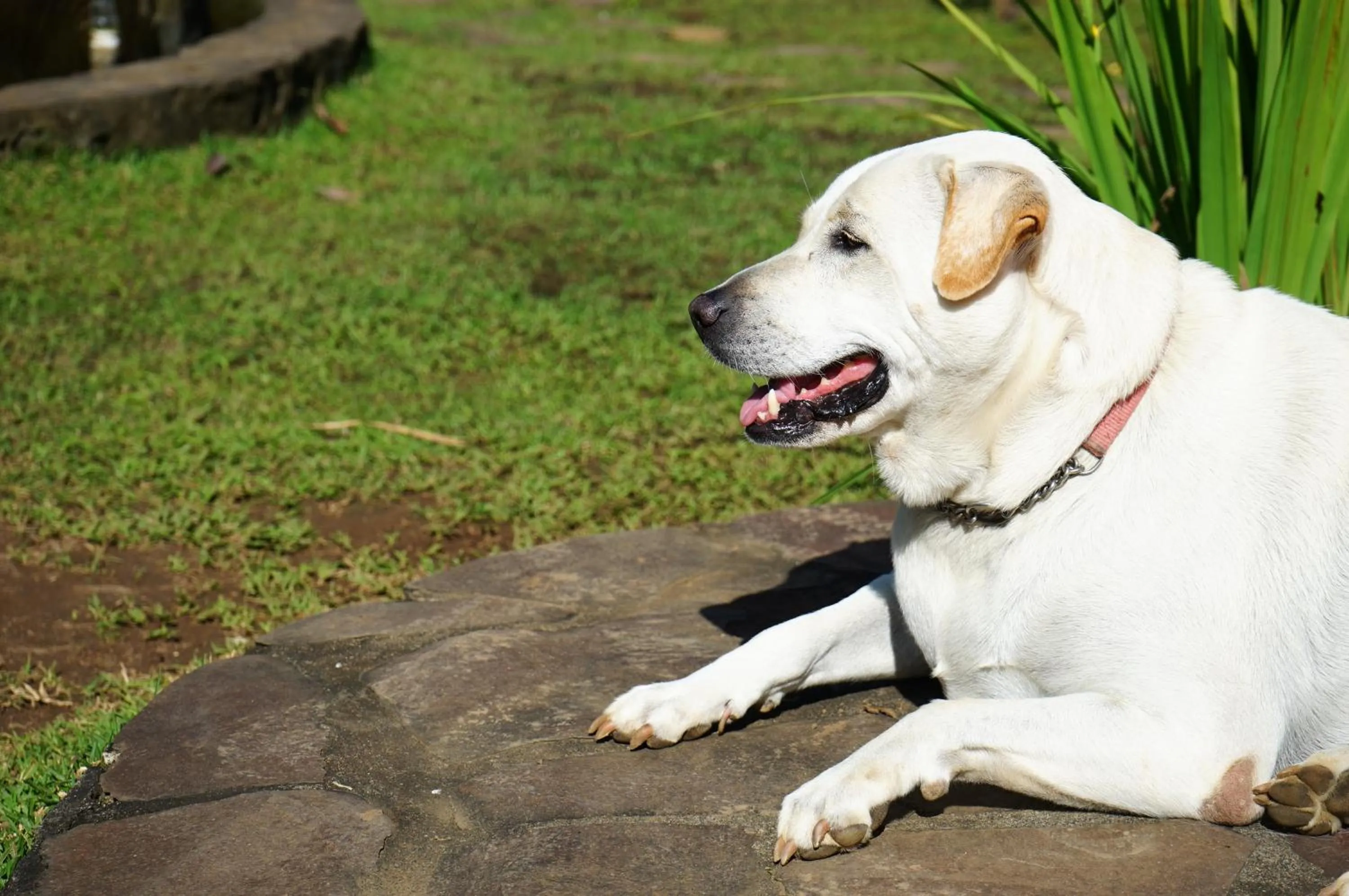 Patio in Rinjani Mountain Garden