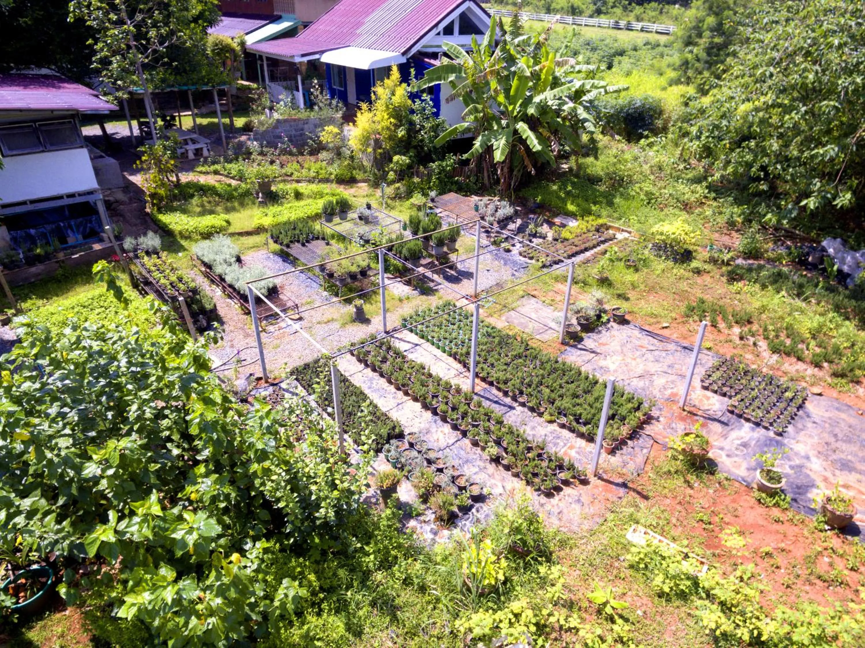 Garden in Rosemary House
