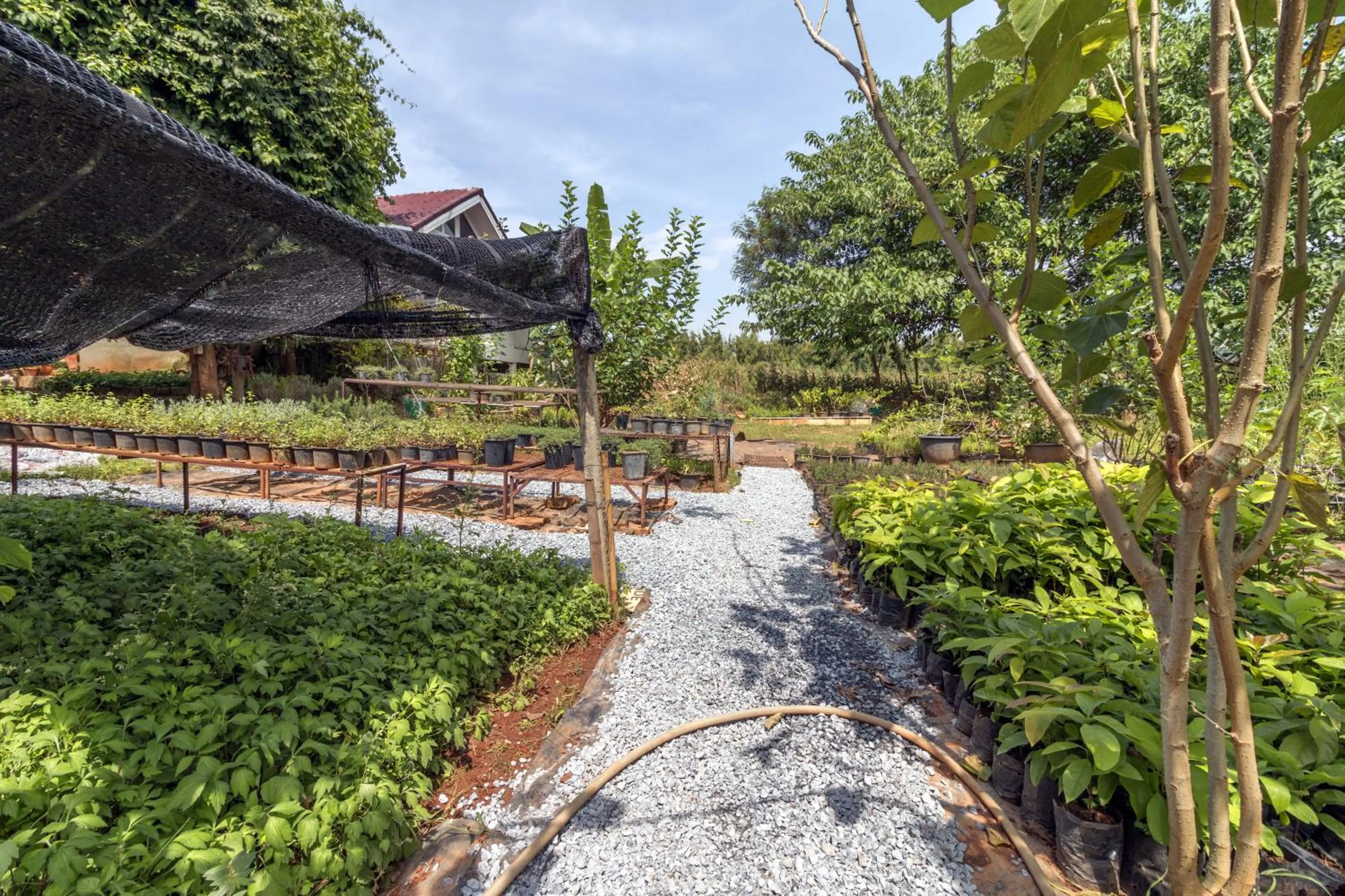 Garden in Rosemary House