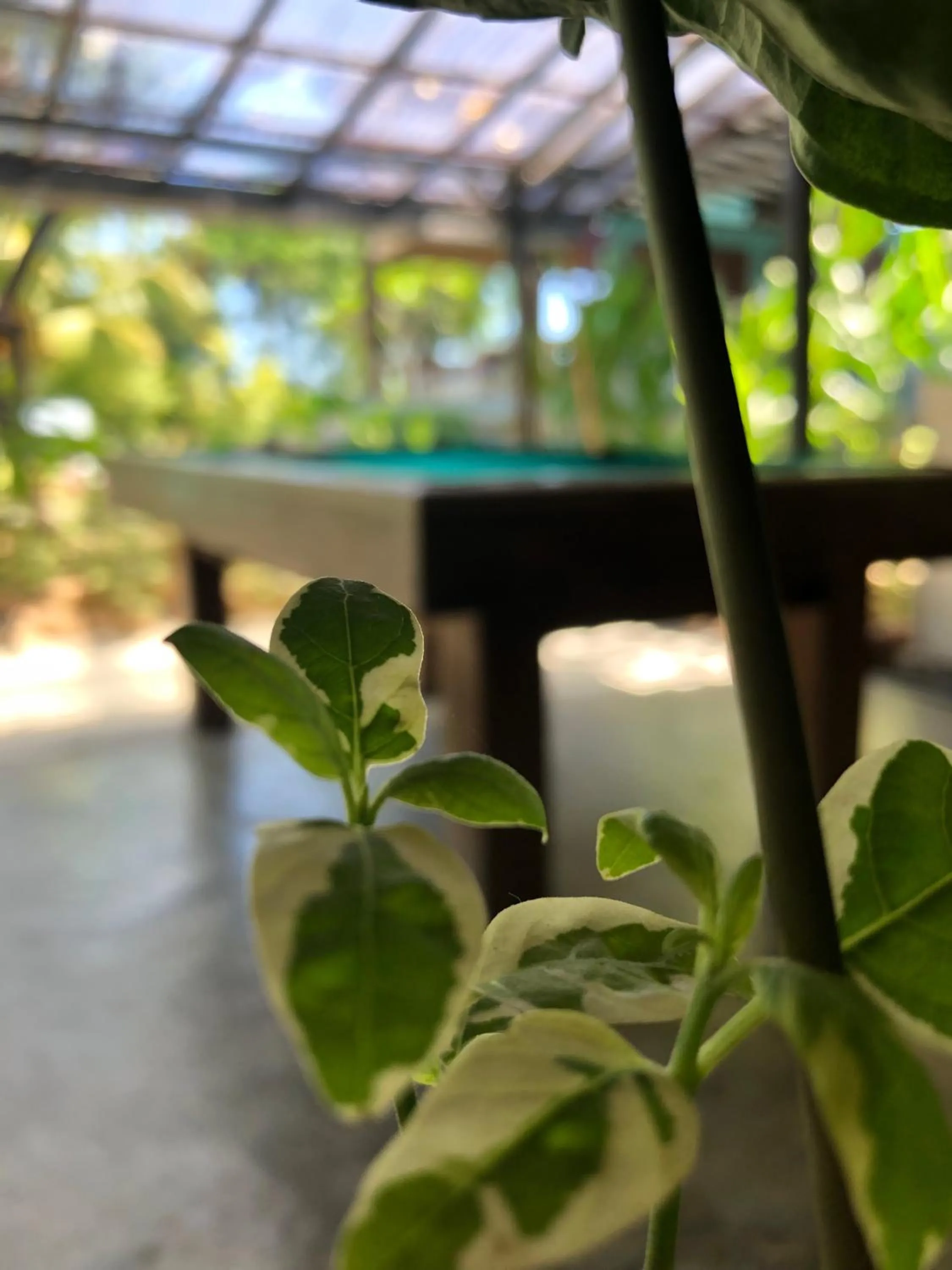 Billiard in Wae Molas Hotel