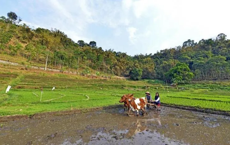 Natural landscape in Grand Whiz Hotel Trawas Mojokerto